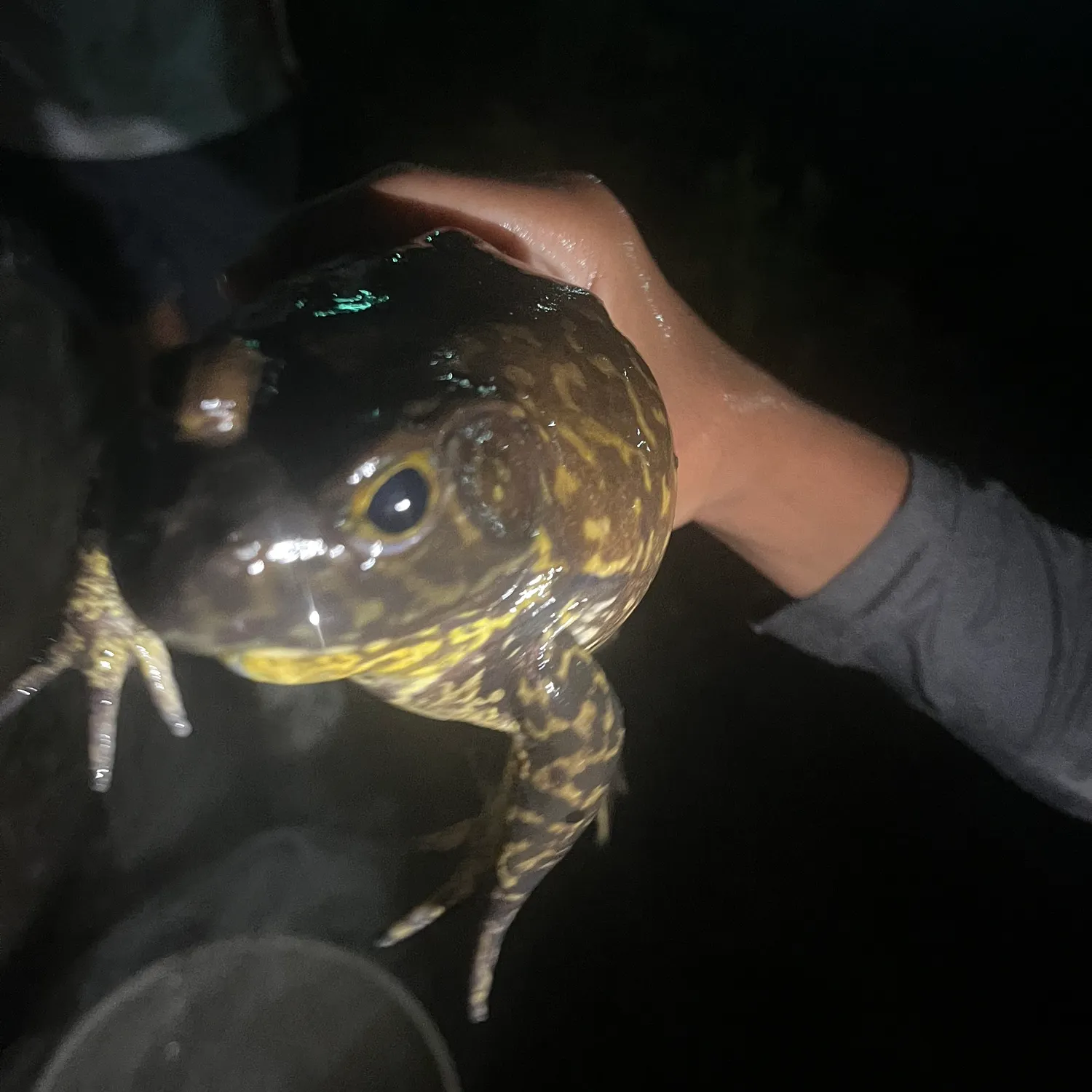 American bullfrog caught on Fishbrain