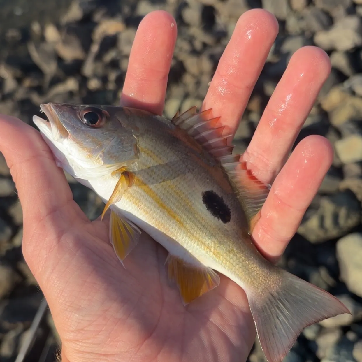 Moses perch caught on Fishbrain