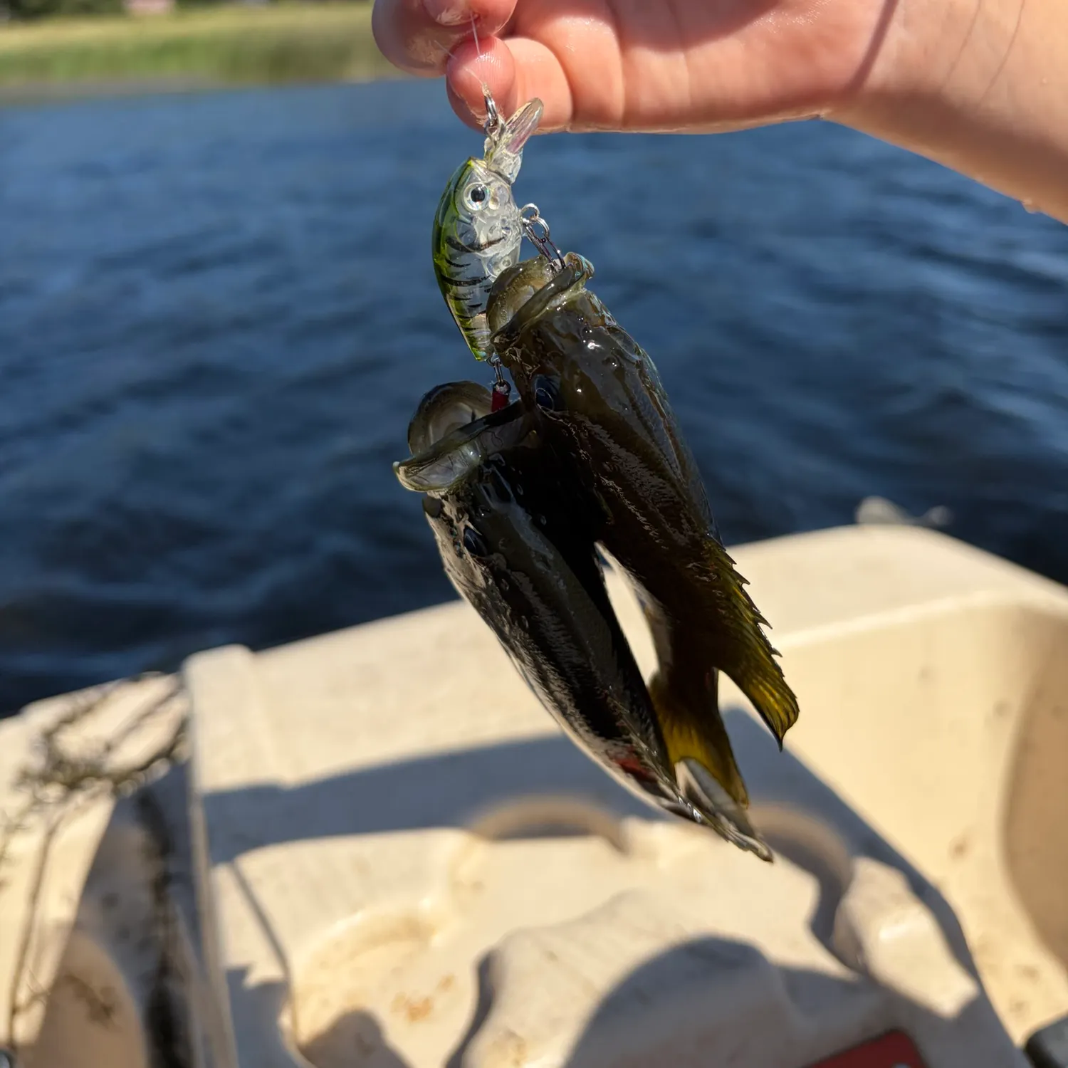 Green sunfish caught on Fishbrain