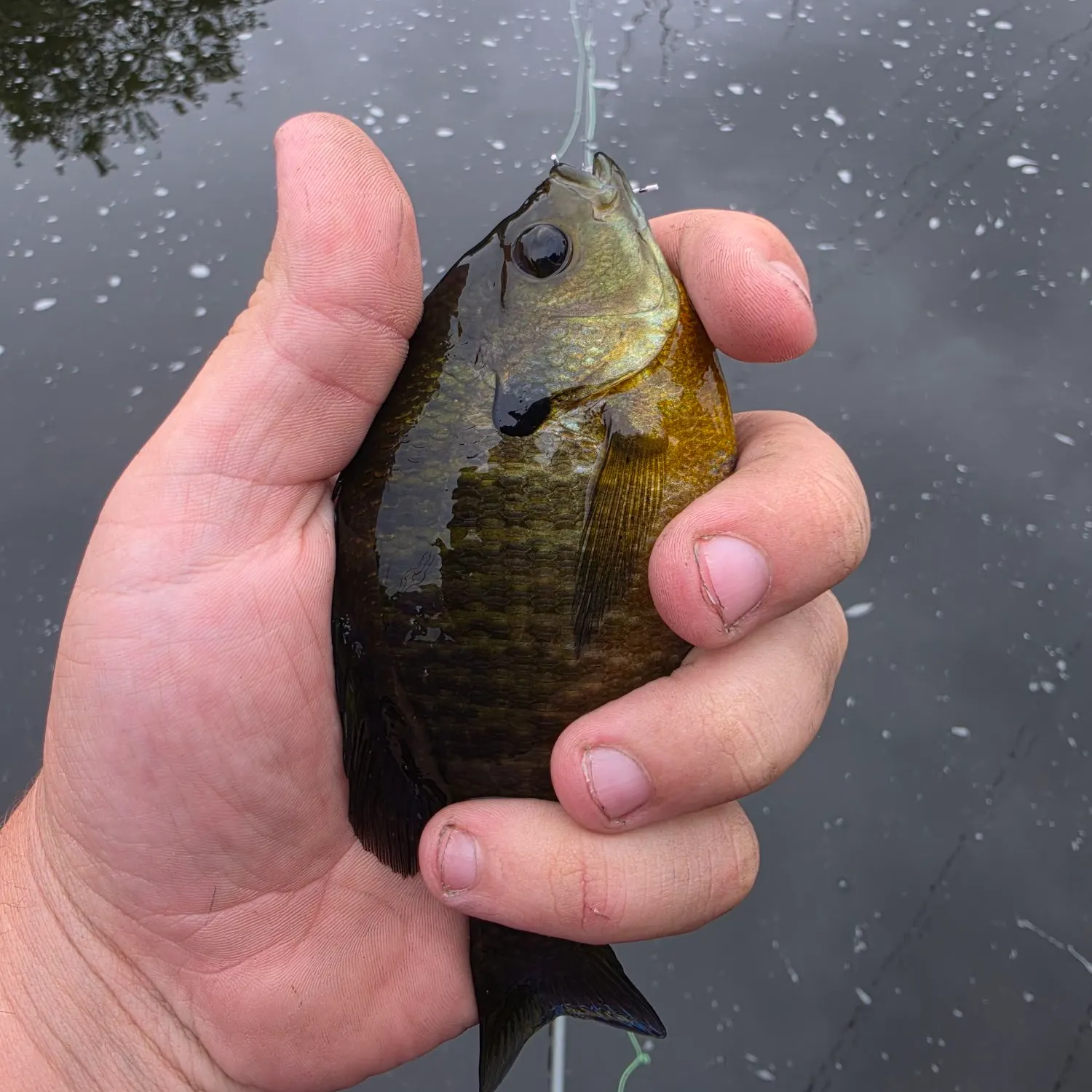 Bluegill caught on Fishbrain