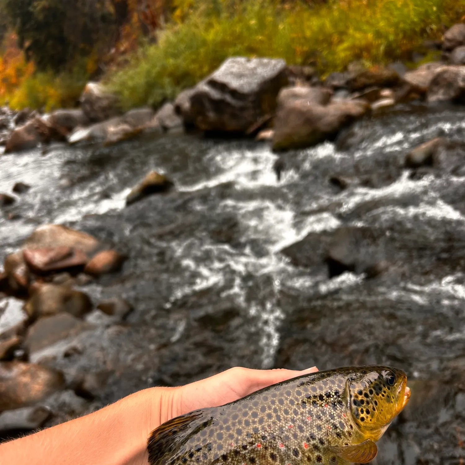 Brown trout caught on Fishbrain