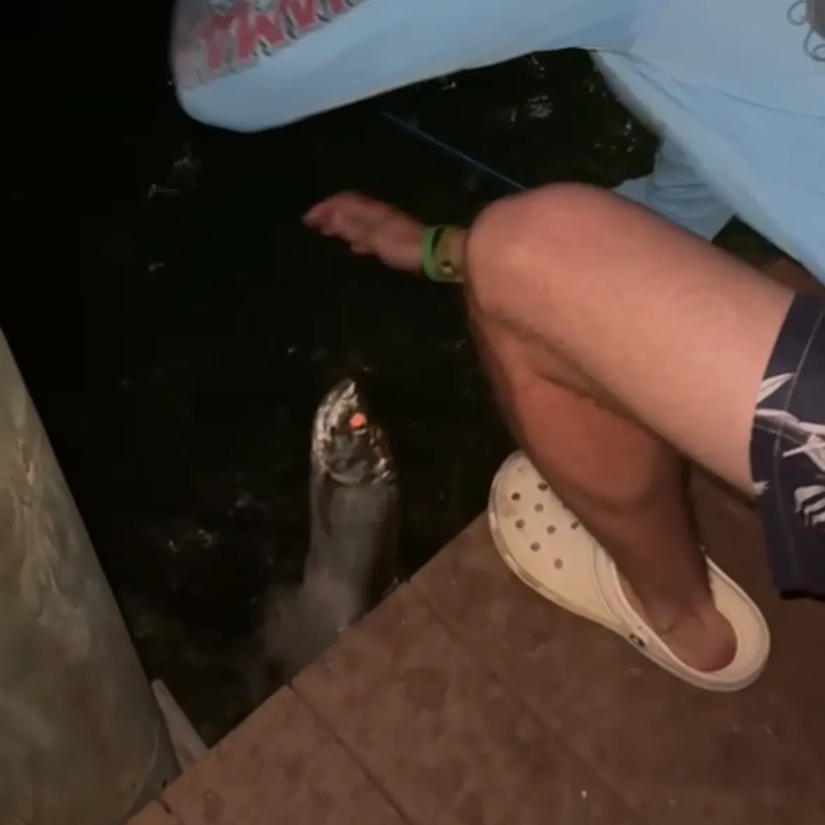 The most recent Tarpon catches on Fishbrain