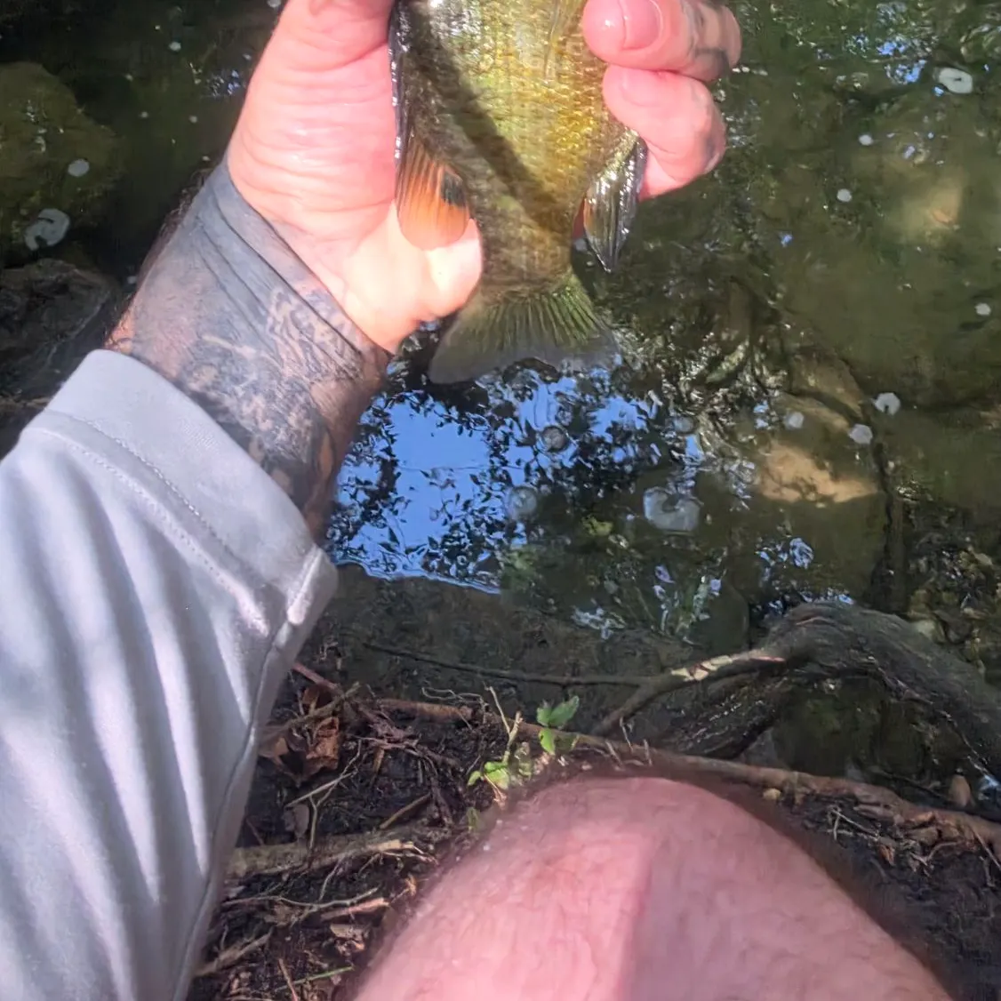 Bluegill caught on Fishbrain