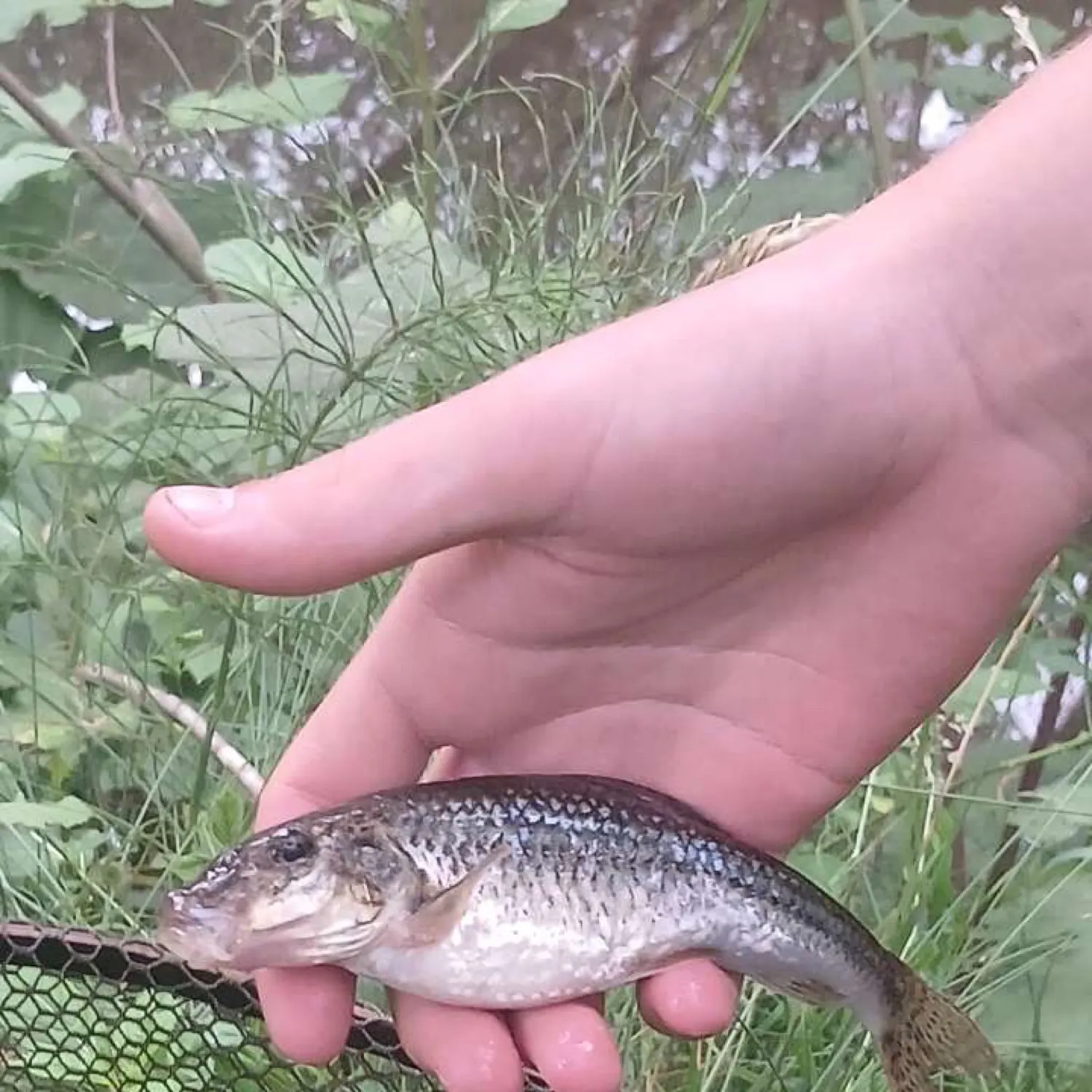 The most recent Stone loach catches on Fishbrain