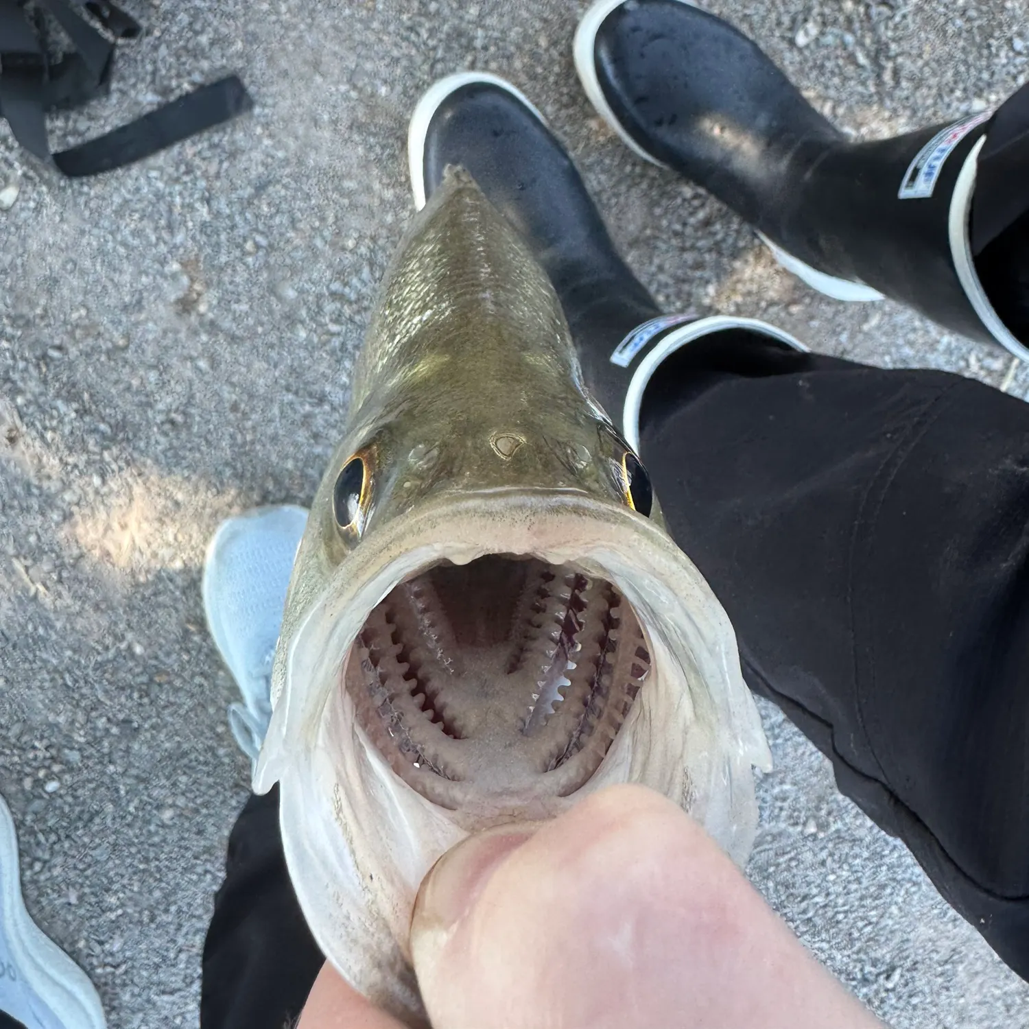 White bass caught on Fishbrain