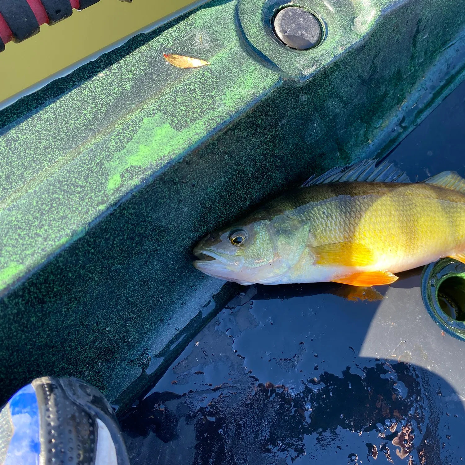 Yellow perch caught on Fishbrain