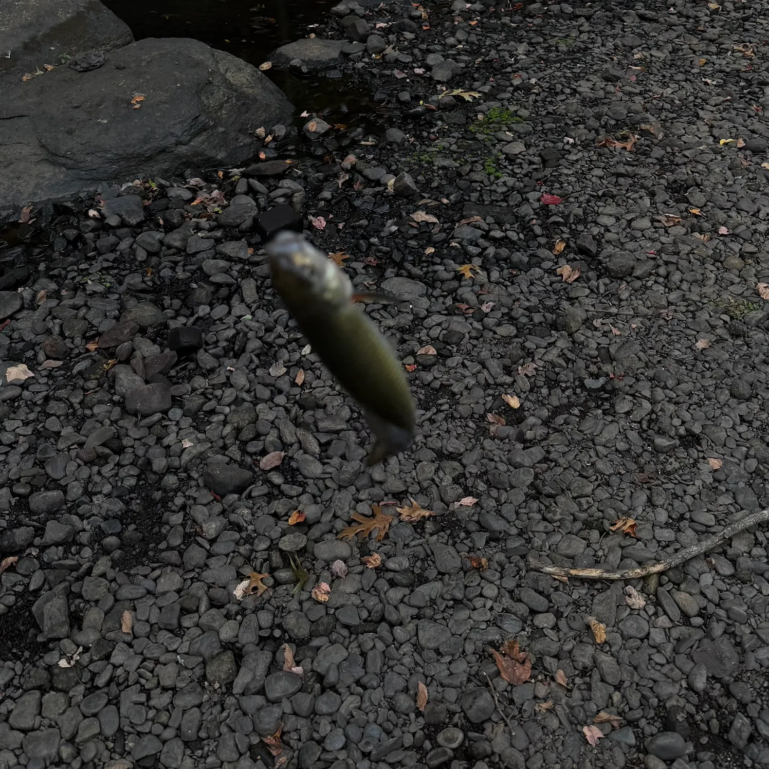 Fallfish caught on Fishbrain