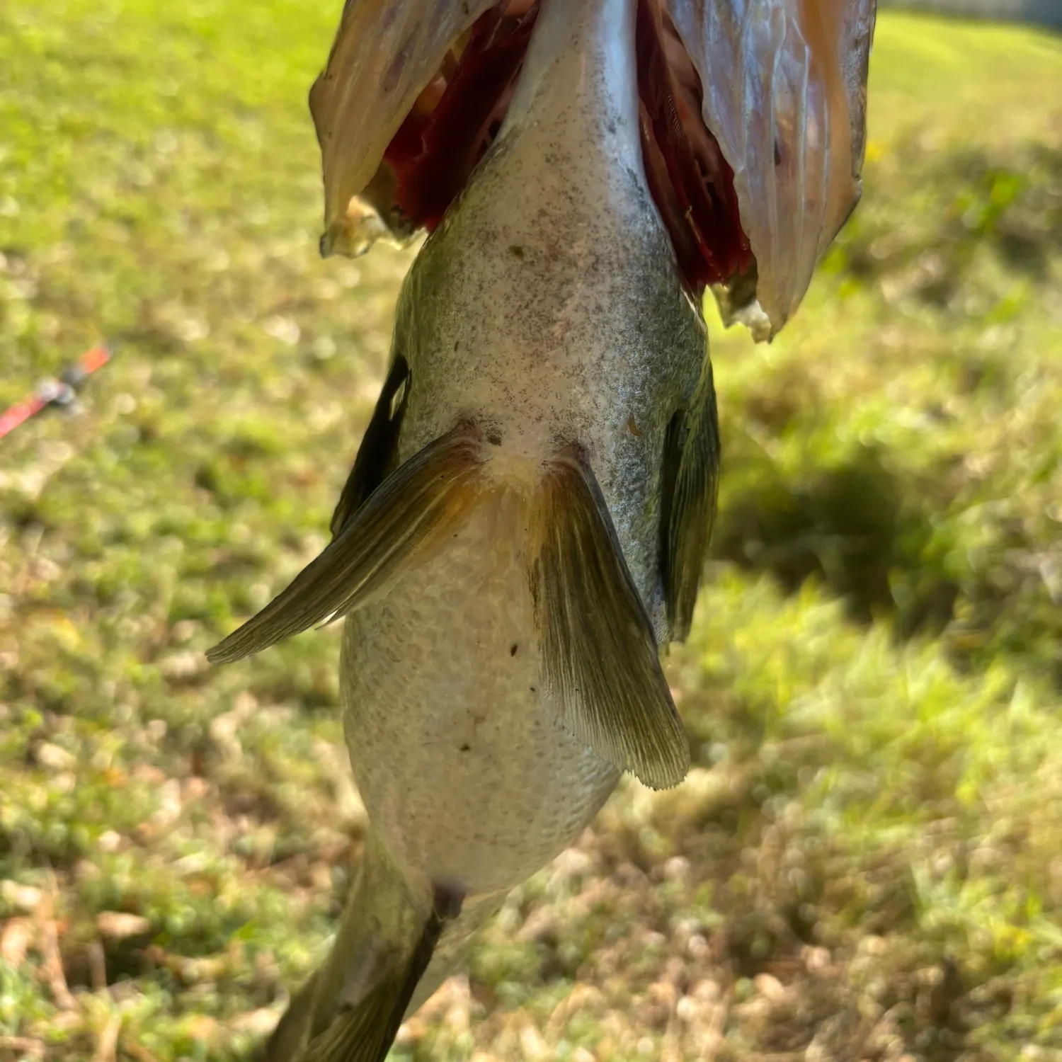 The most recent Southern calamari catches on Fishbrain