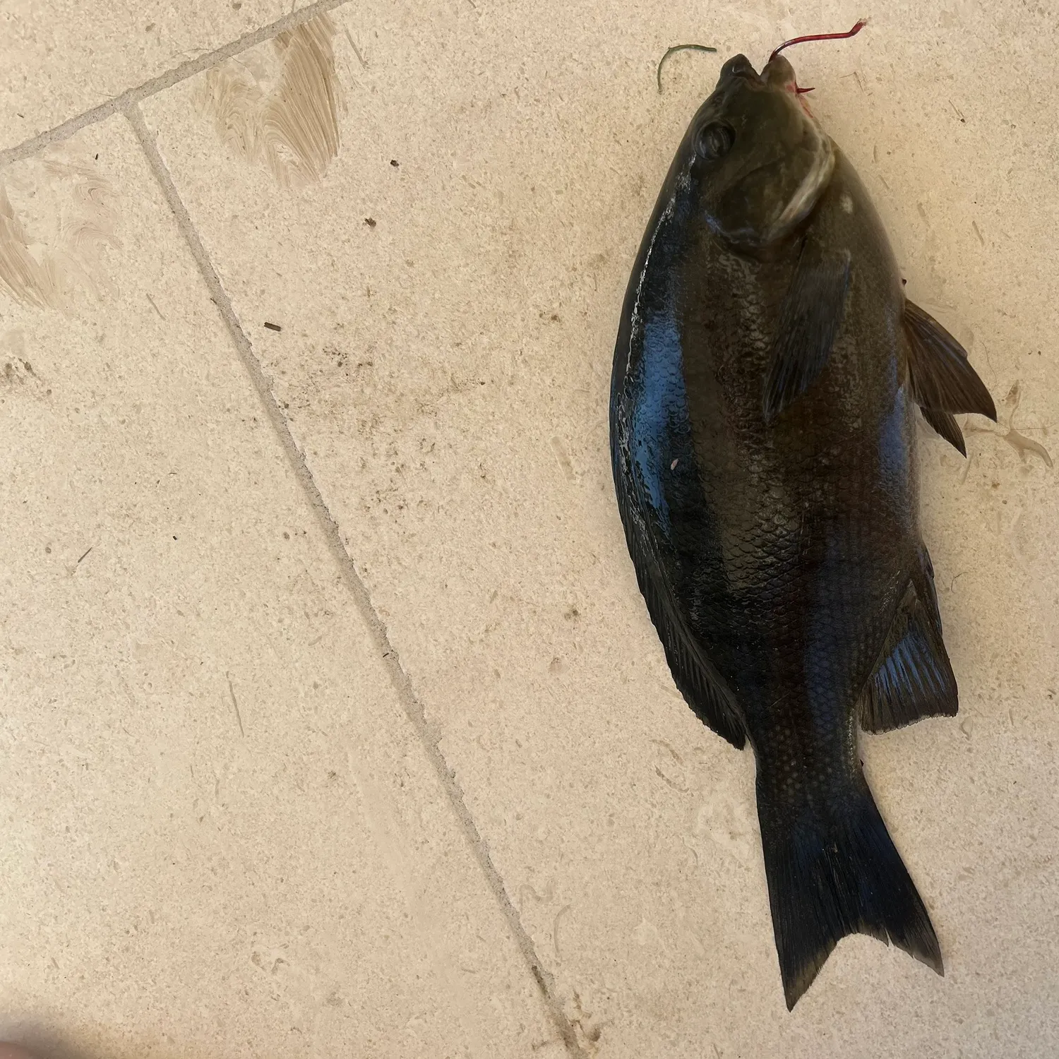 The most recent Luderick catches on Fishbrain