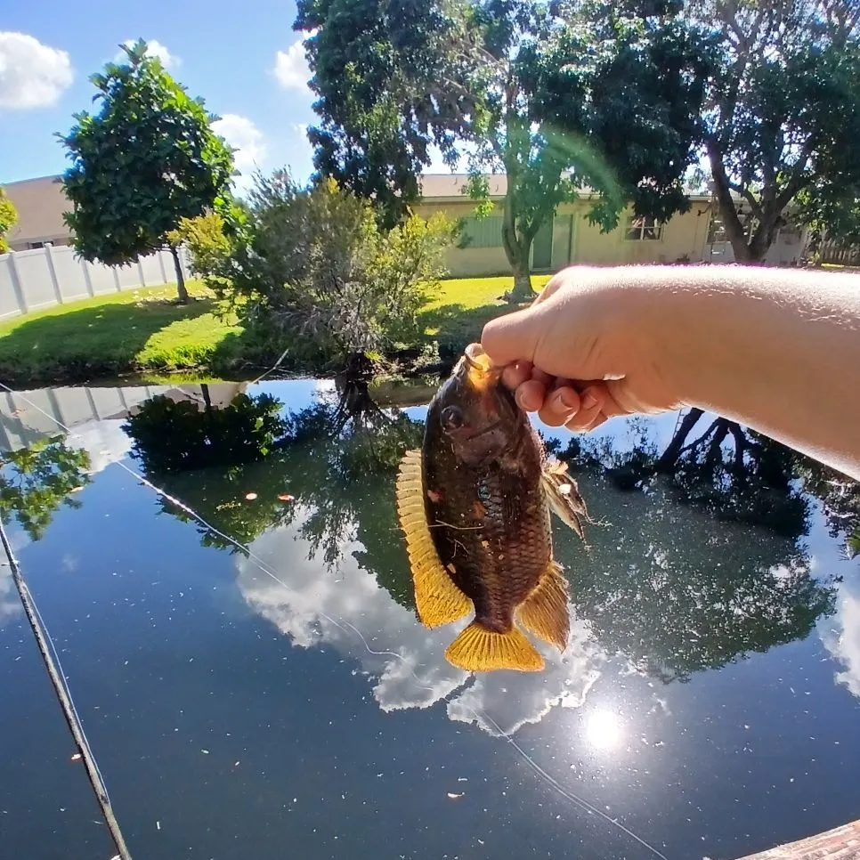 The most recent Spotted tilapia catches on Fishbrain