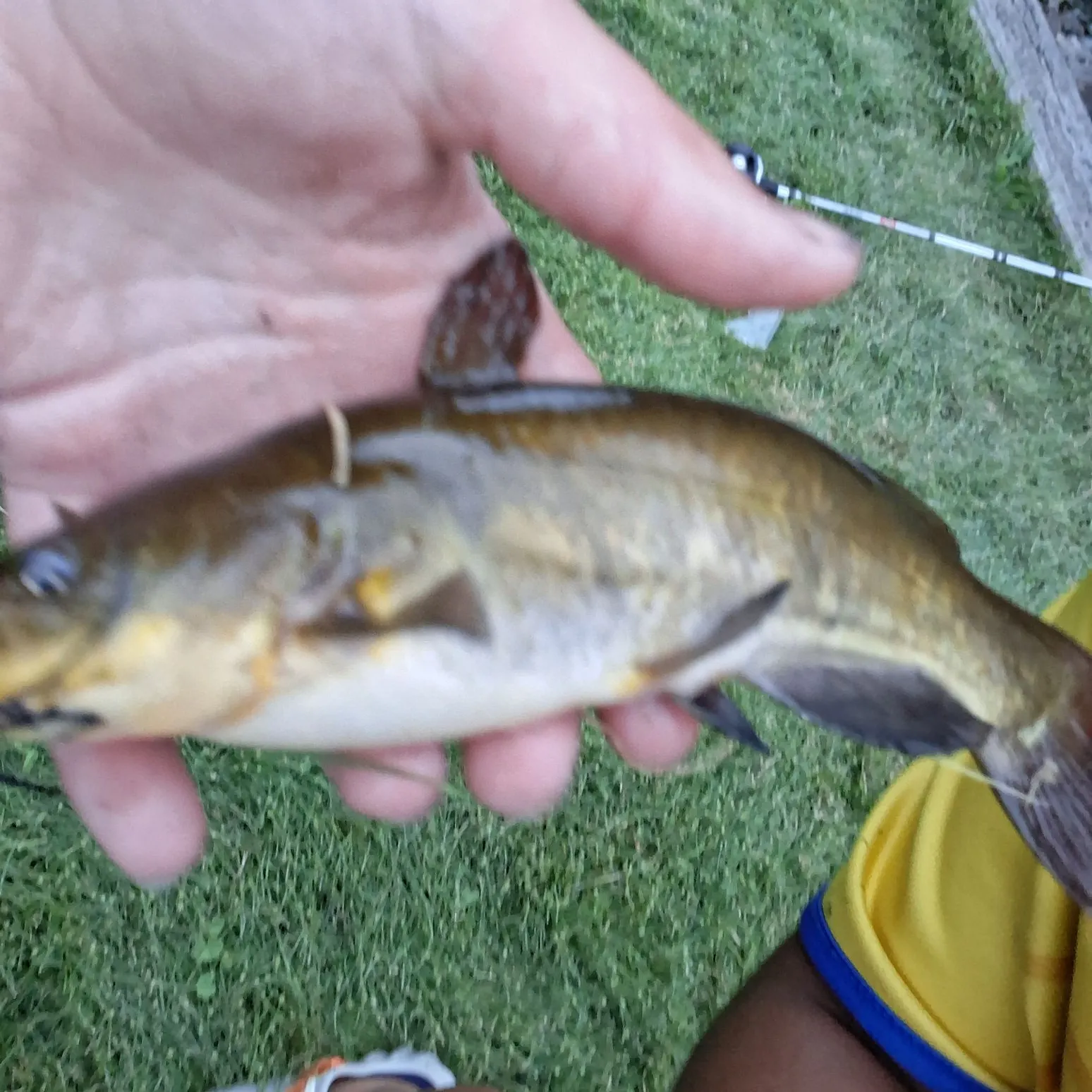 Yellow bullhead caught on Fishbrain