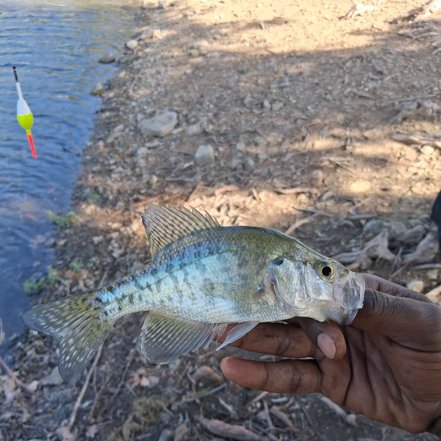 White crappie caught on Fishbrain