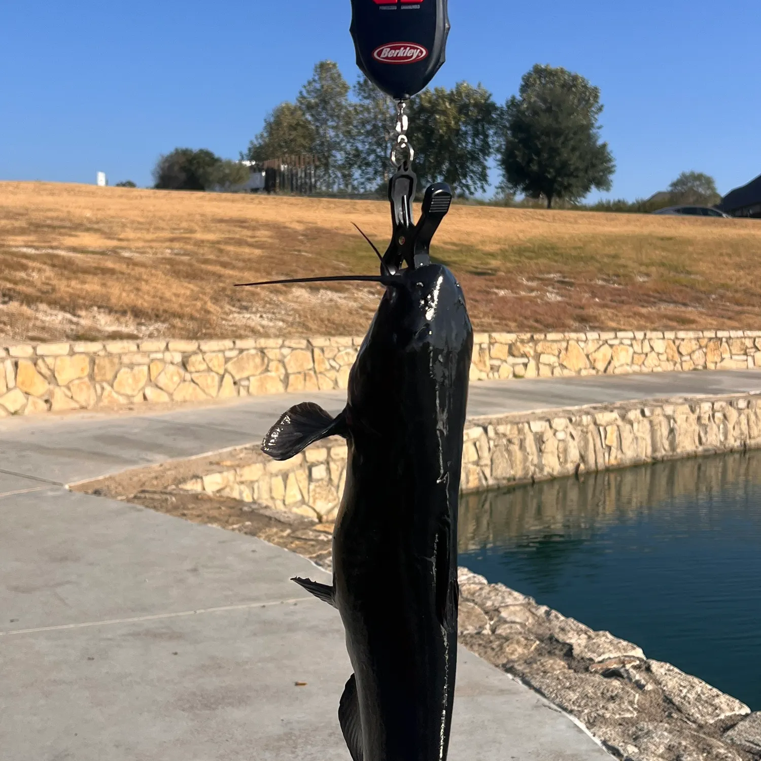 Channel catfish caught on Fishbrain