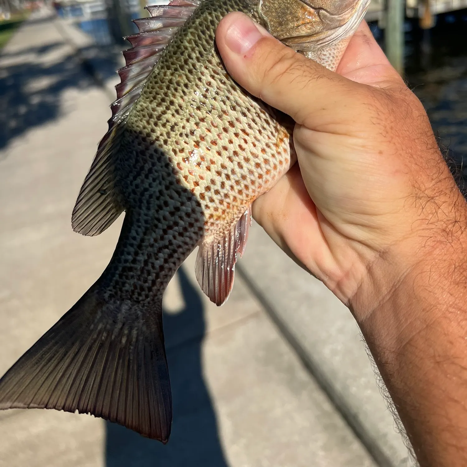 Mangrove snapper caught on Fishbrain