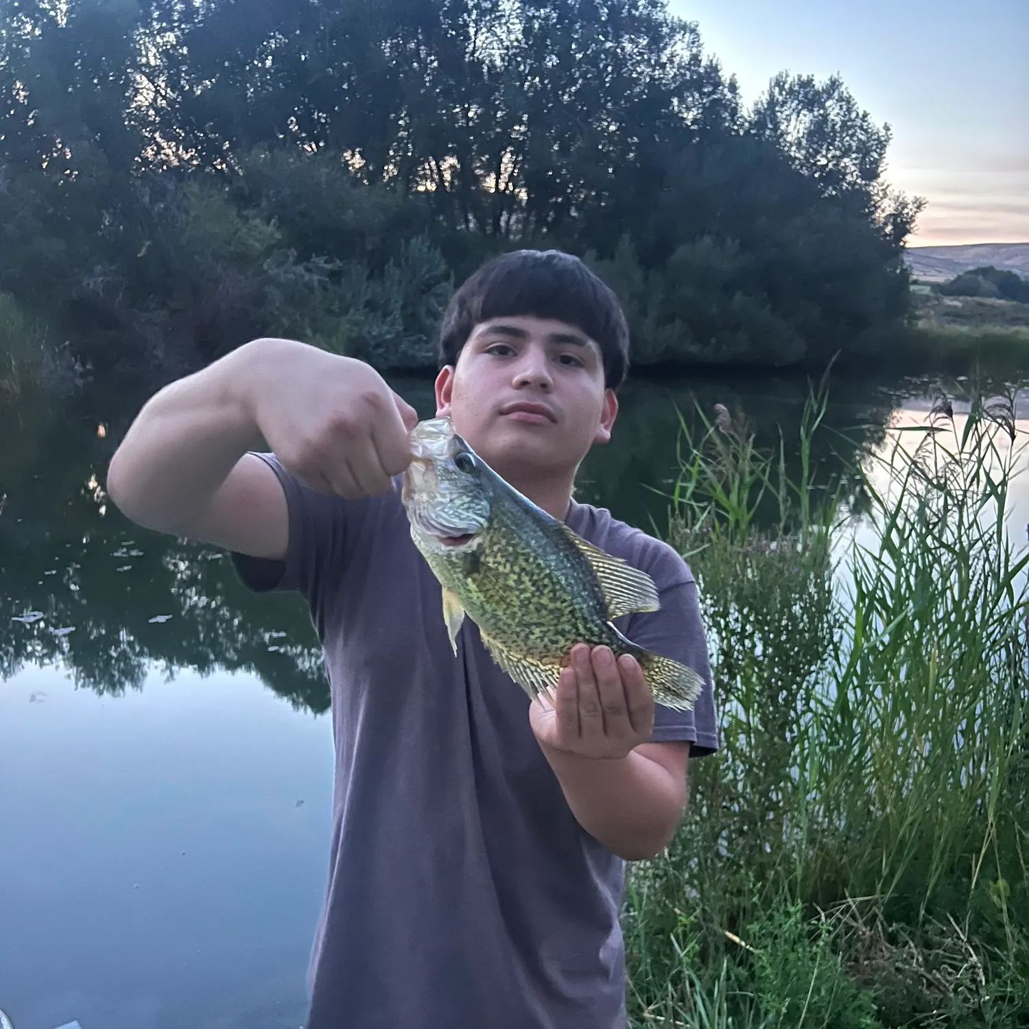 Black crappie caught on Fishbrain