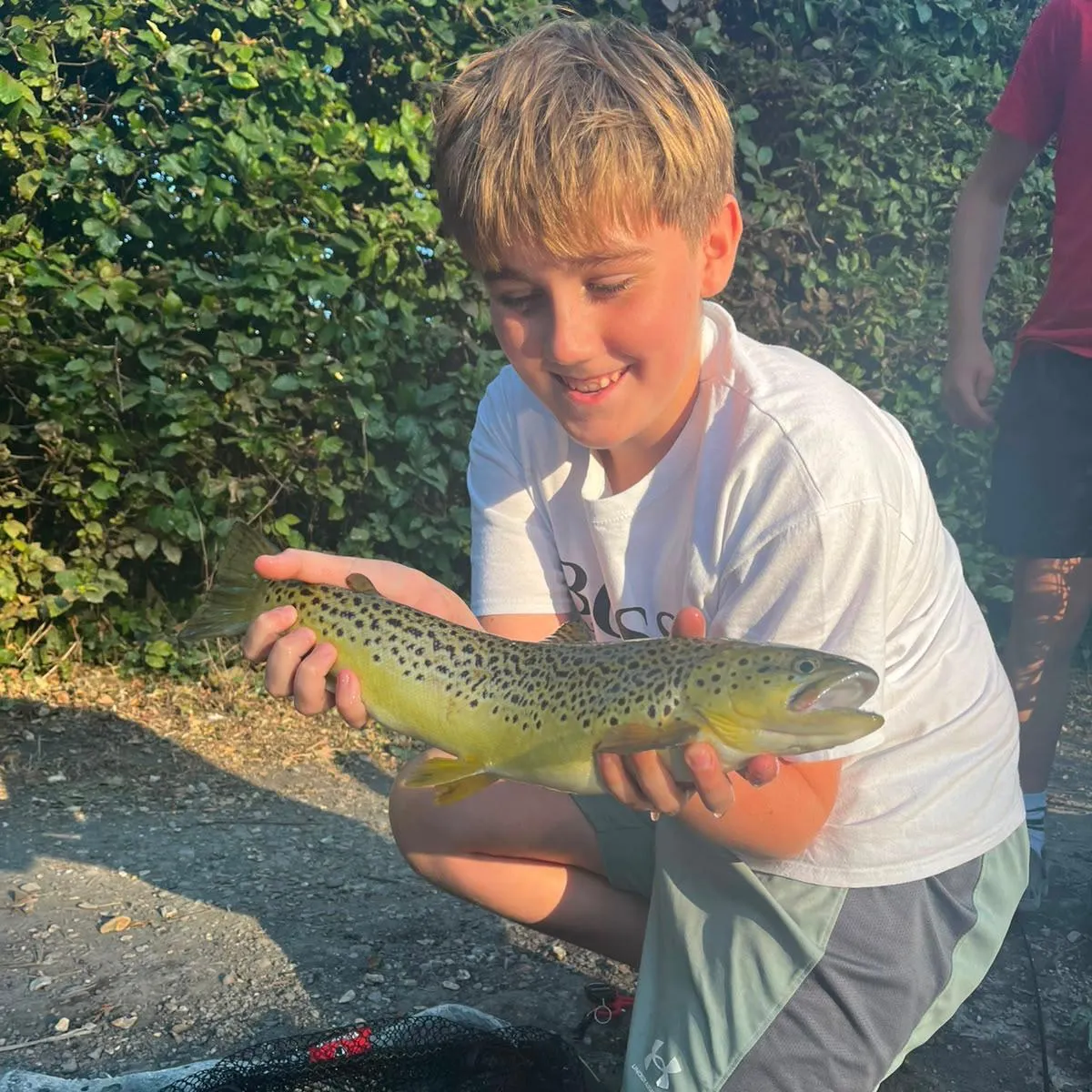 Brown trout caught on Fishbrain