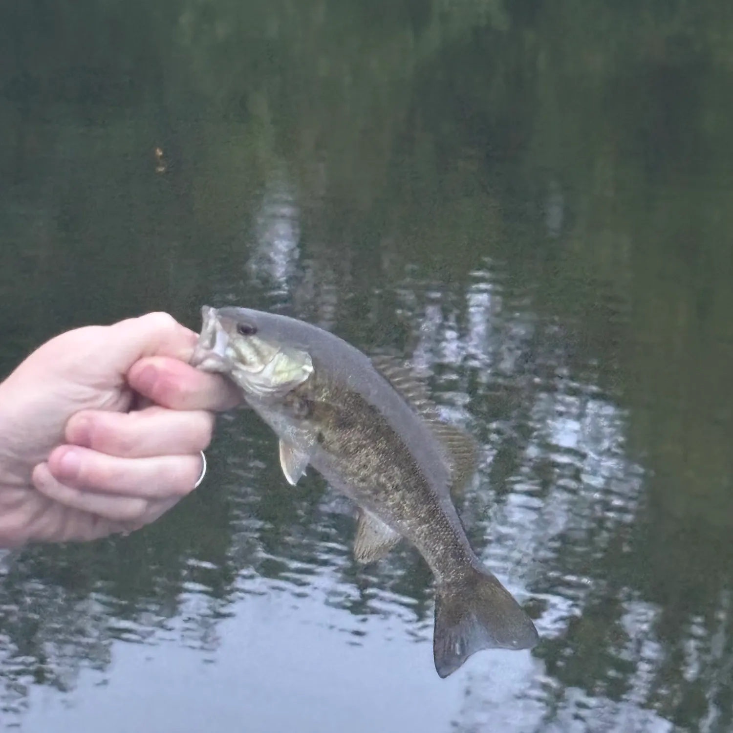 Smallmouth bass caught on Fishbrain