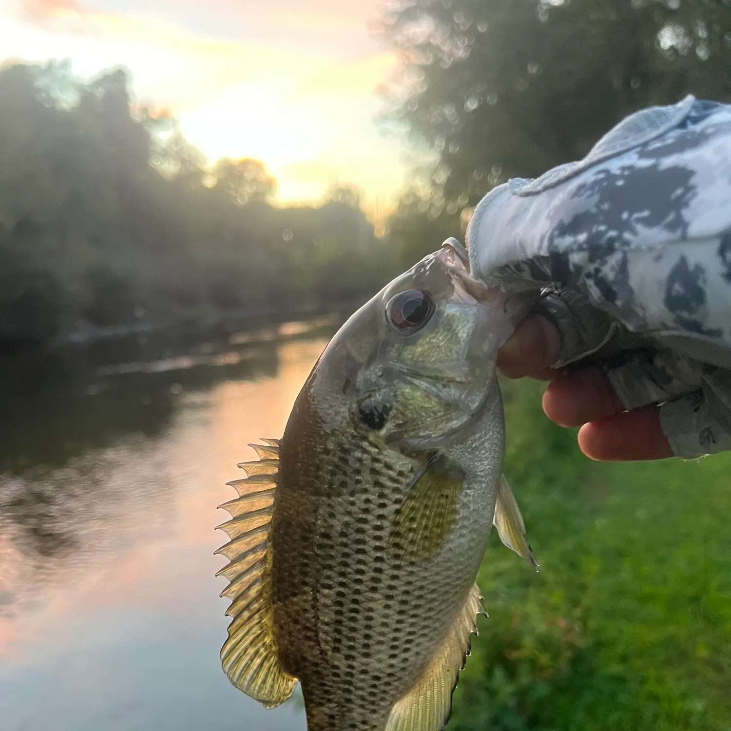 Rock bass caught on Fishbrain