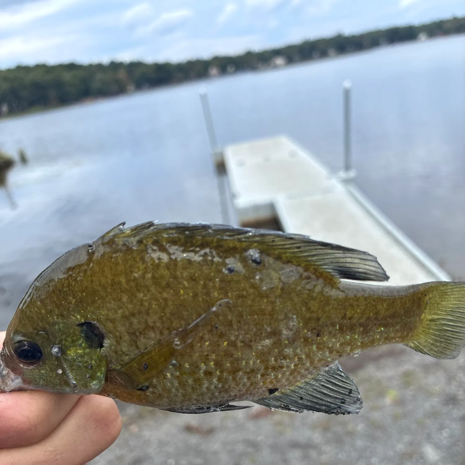 Greengill hybrid caught on Fishbrain