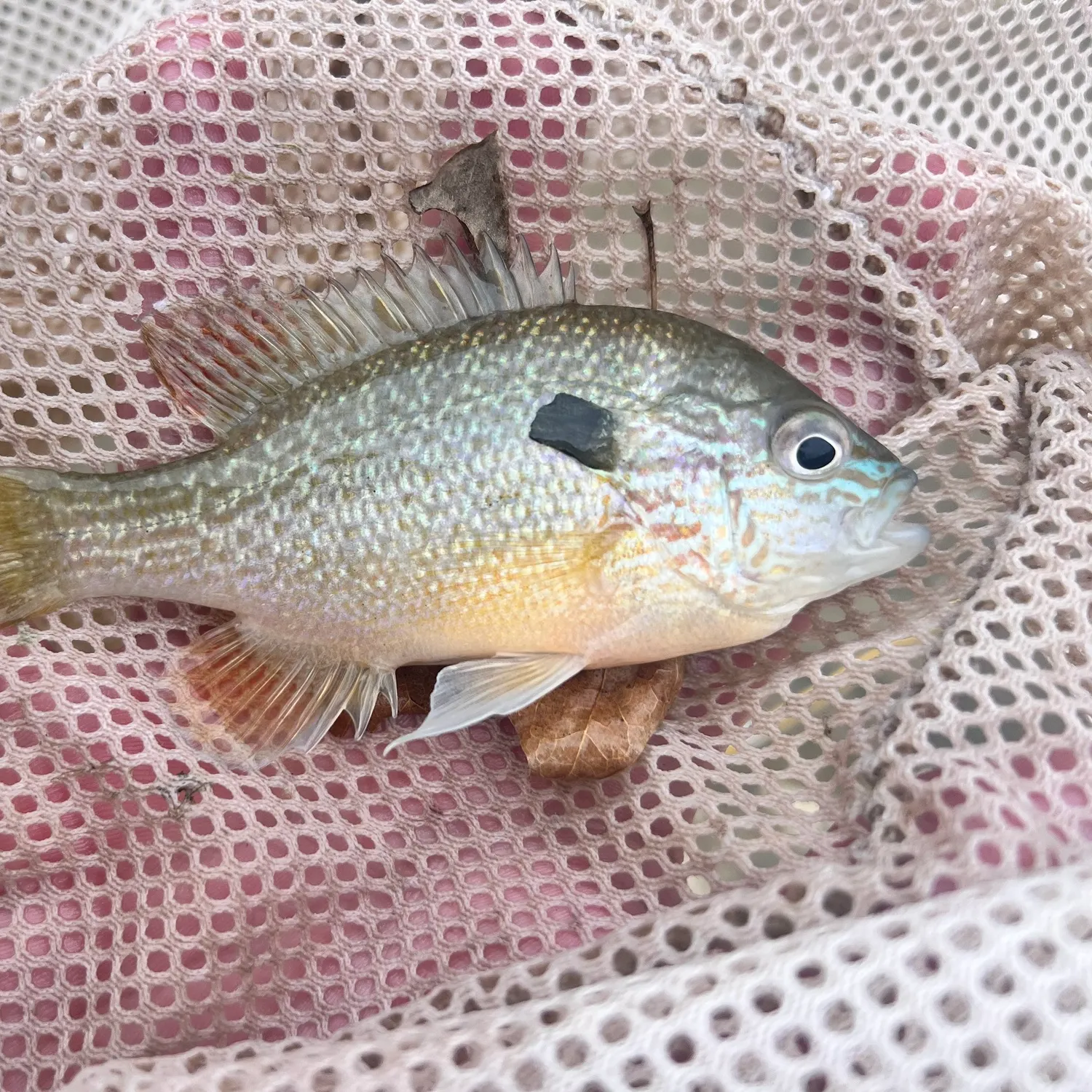 The most recent Longear sunfish catches on Fishbrain