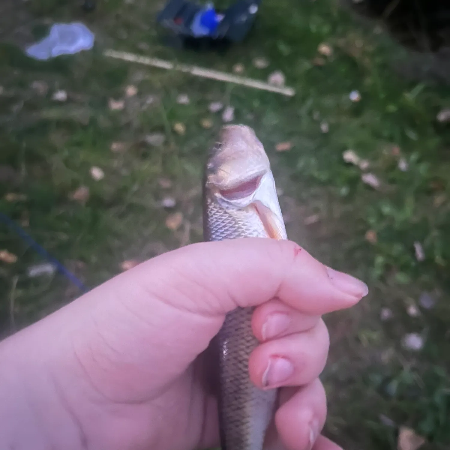 Creek chub caught on Fishbrain