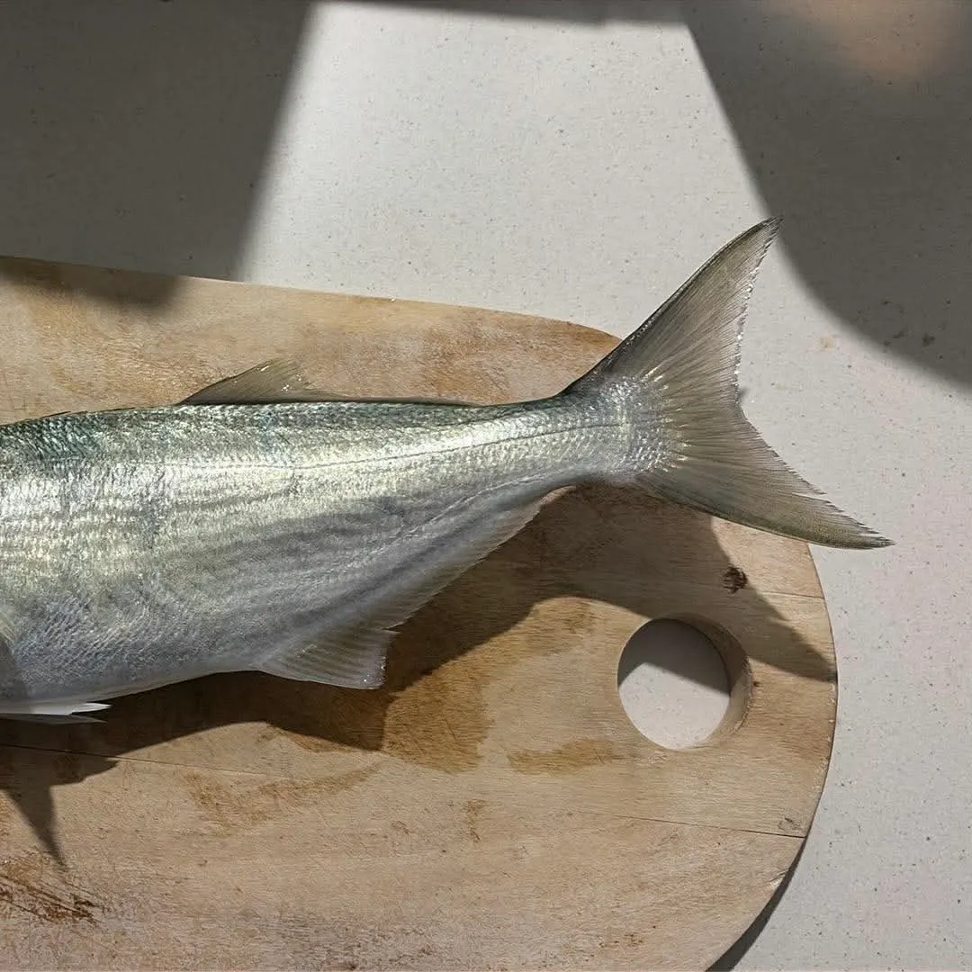 The most recent Bluefish catches on Fishbrain