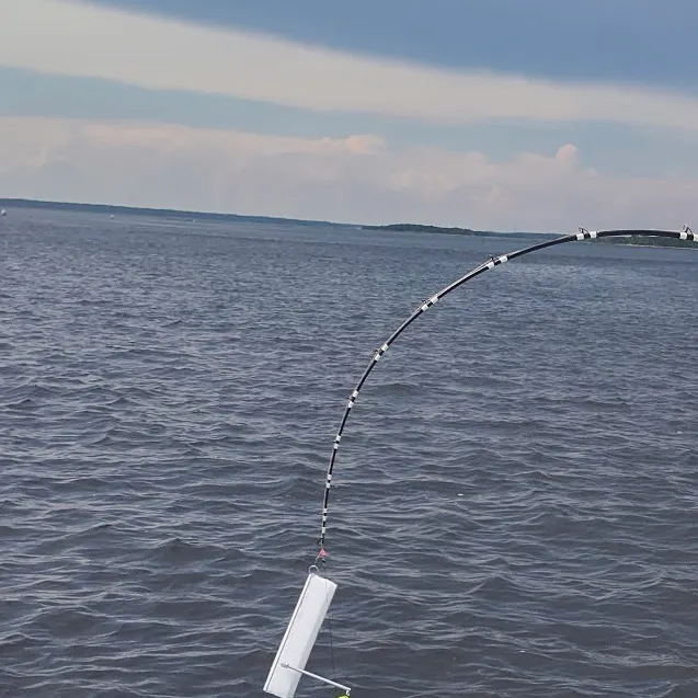 The most recent Great hammerhead shark catches on Fishbrain