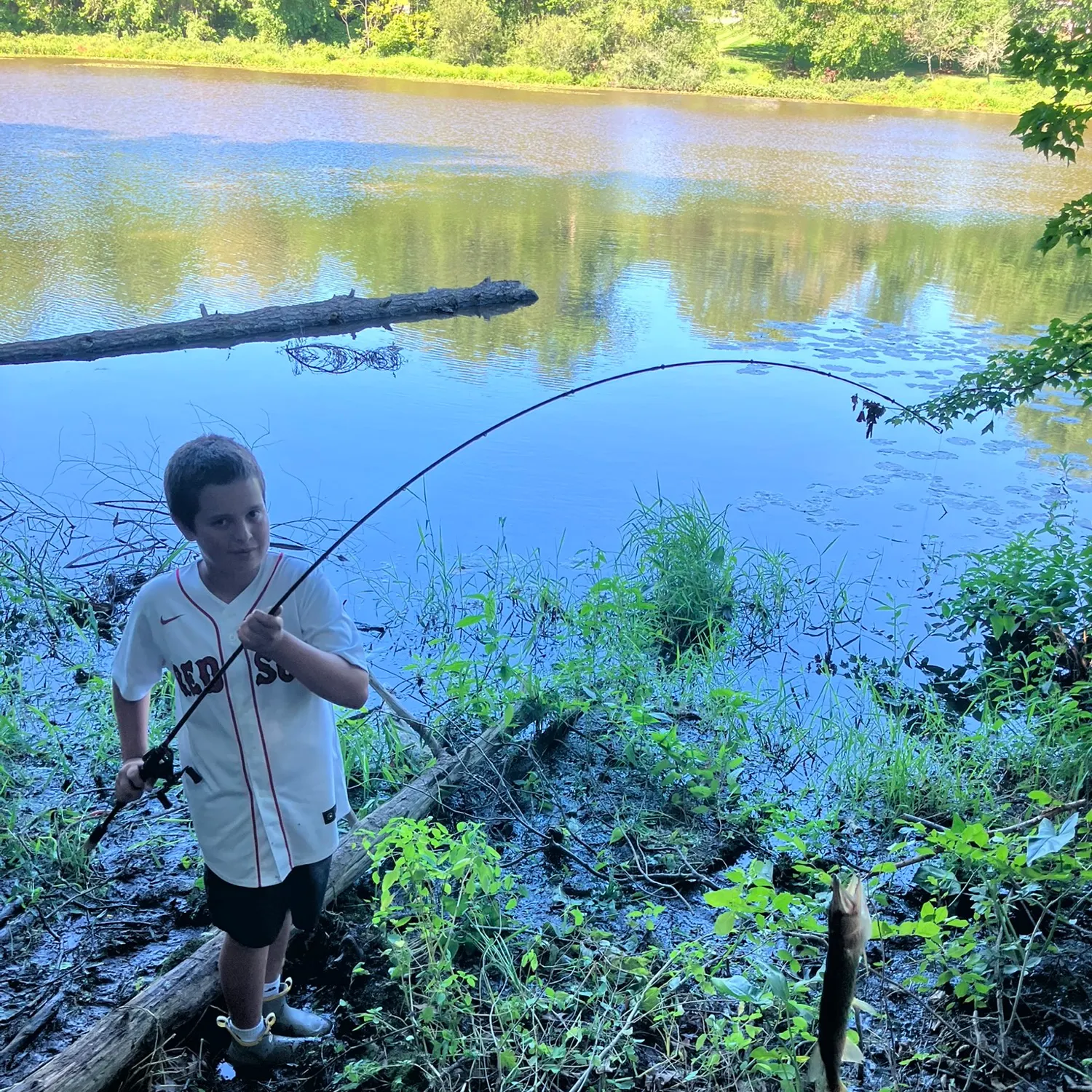 Chain pickerel caught on Fishbrain