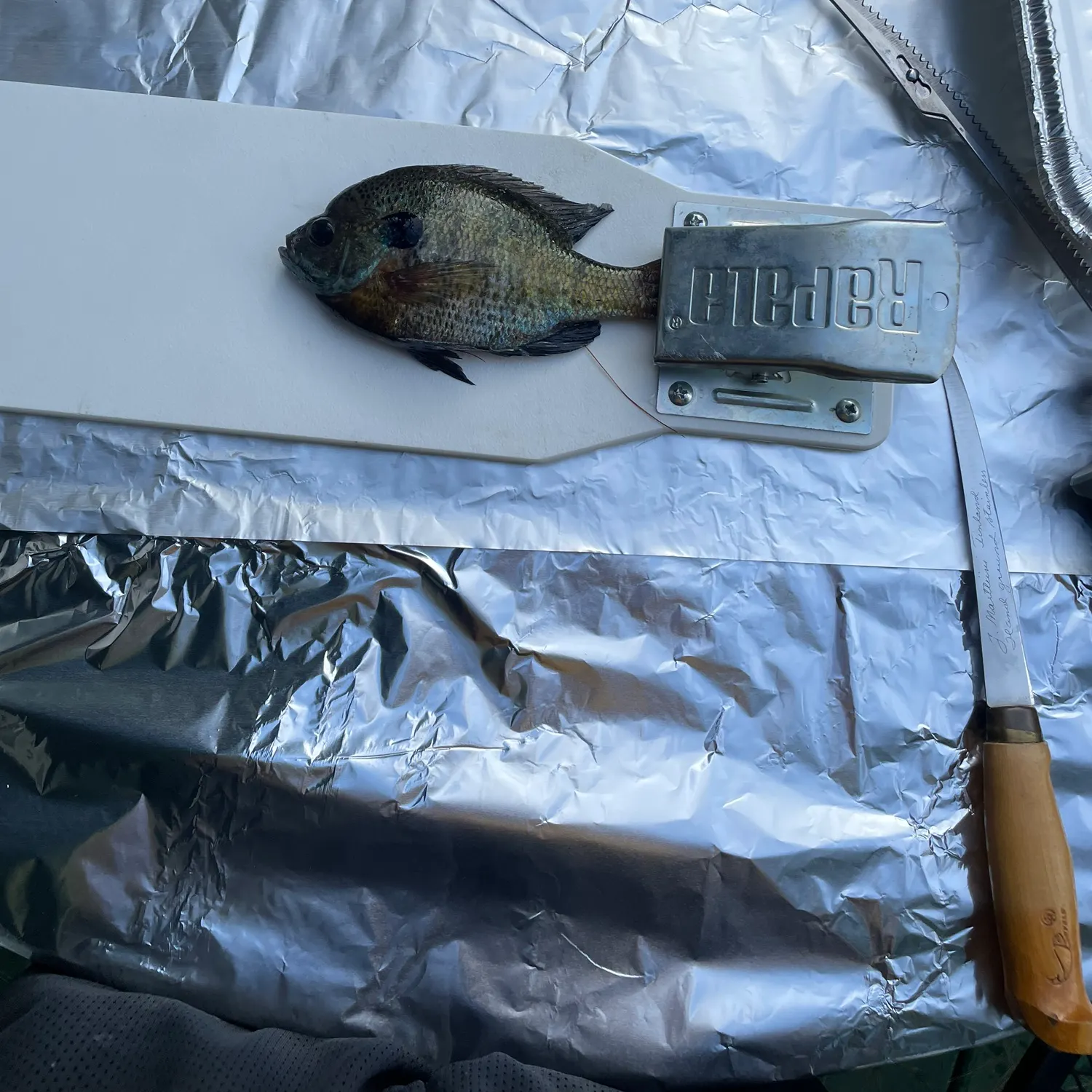 recently logged catches