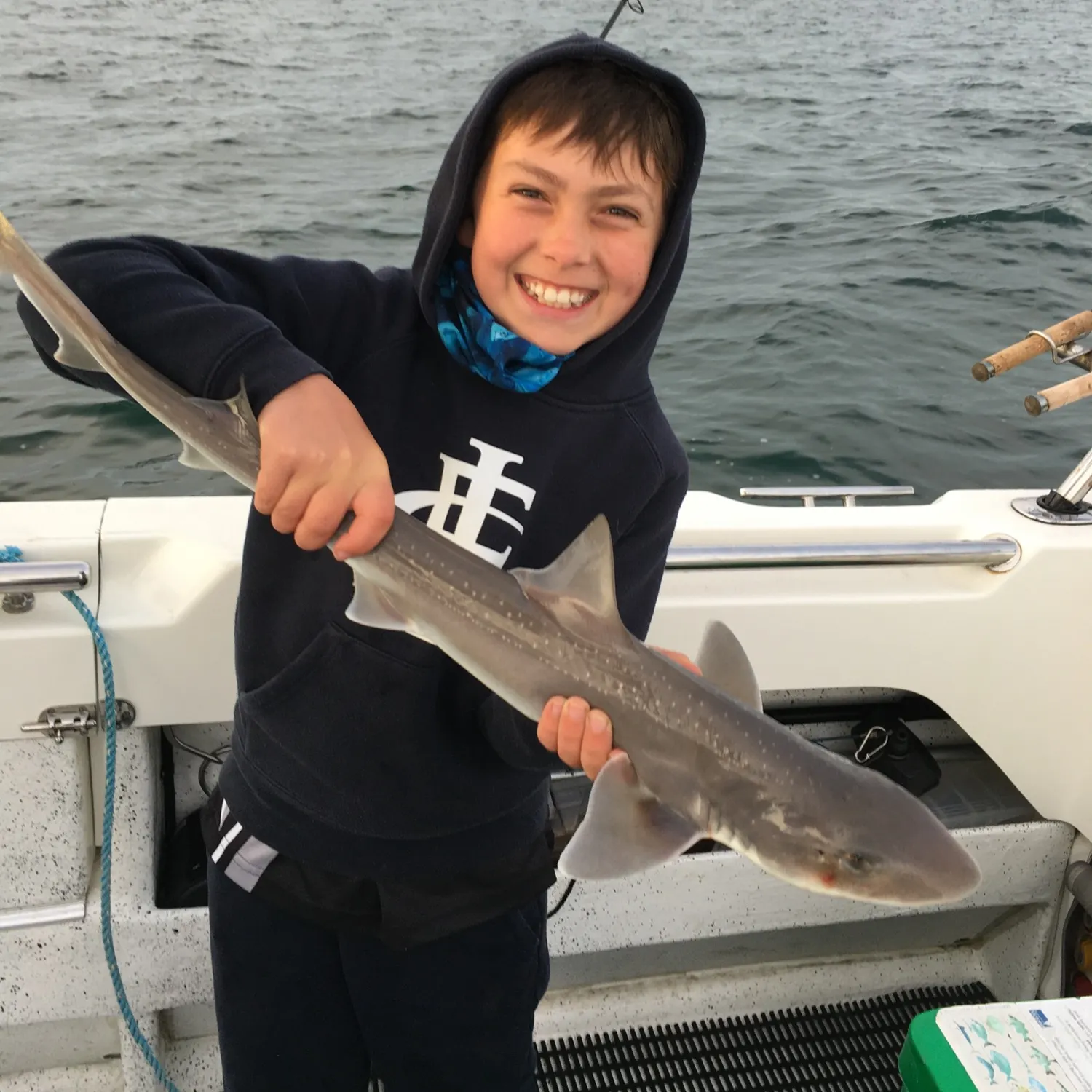 The most recent Gummy shark catches on Fishbrain