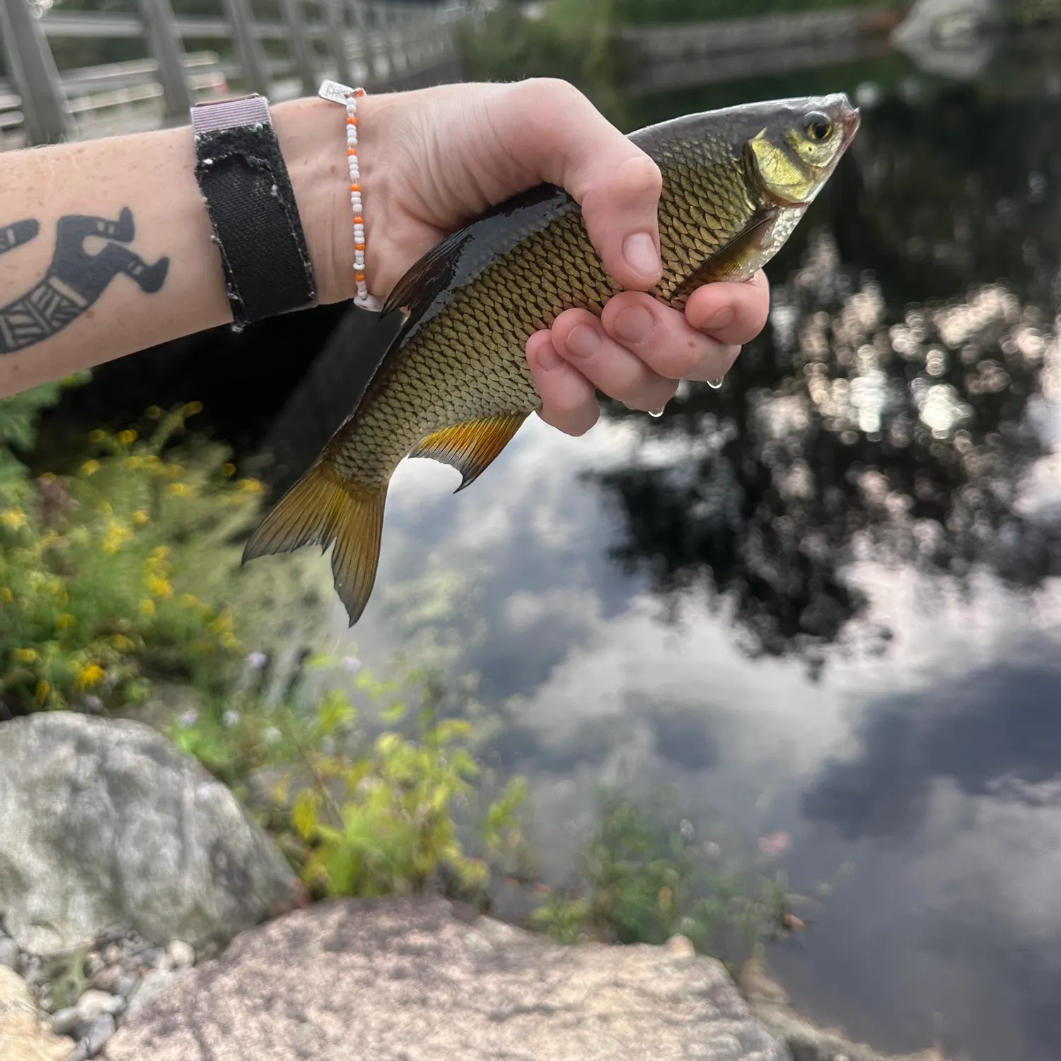 Golden shiner caught on Fishbrain