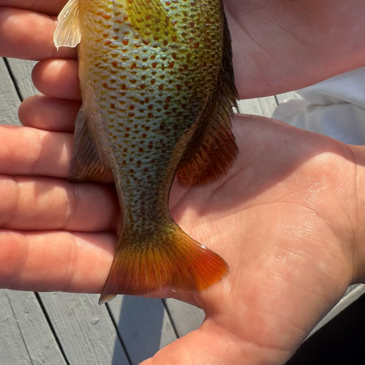 The most recent Warmouth x redear sunfish catches on Fishbrain