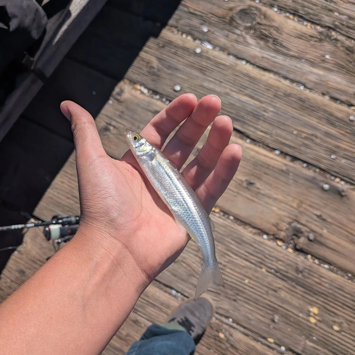 The most recent Jack silverside catches on Fishbrain