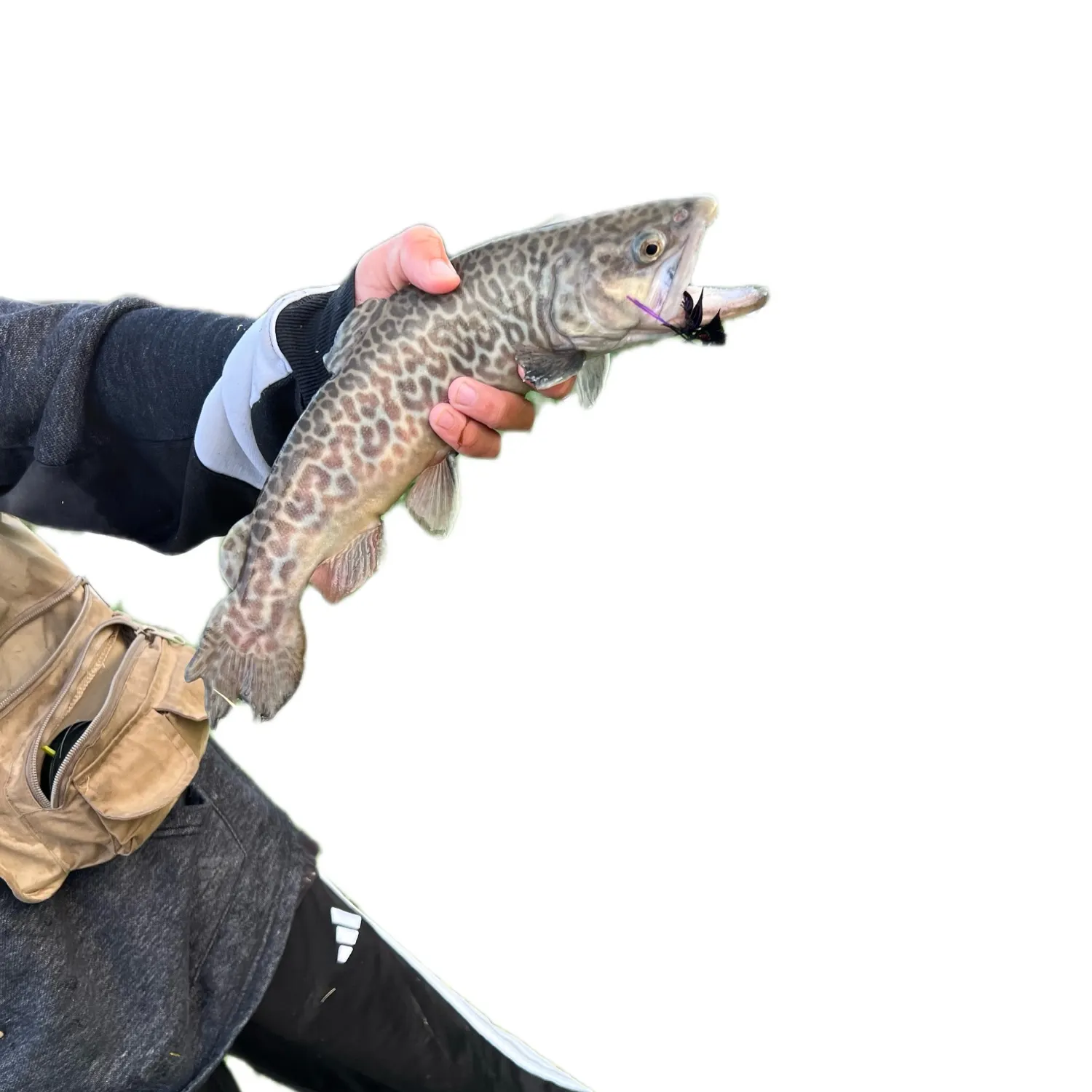 The most recent Tiger trout catches on Fishbrain
