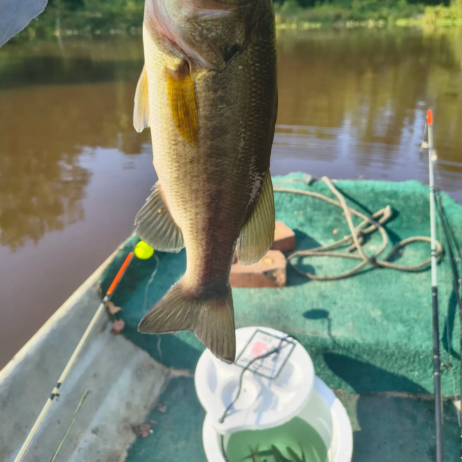 Largemouth bass caught on Fishbrain