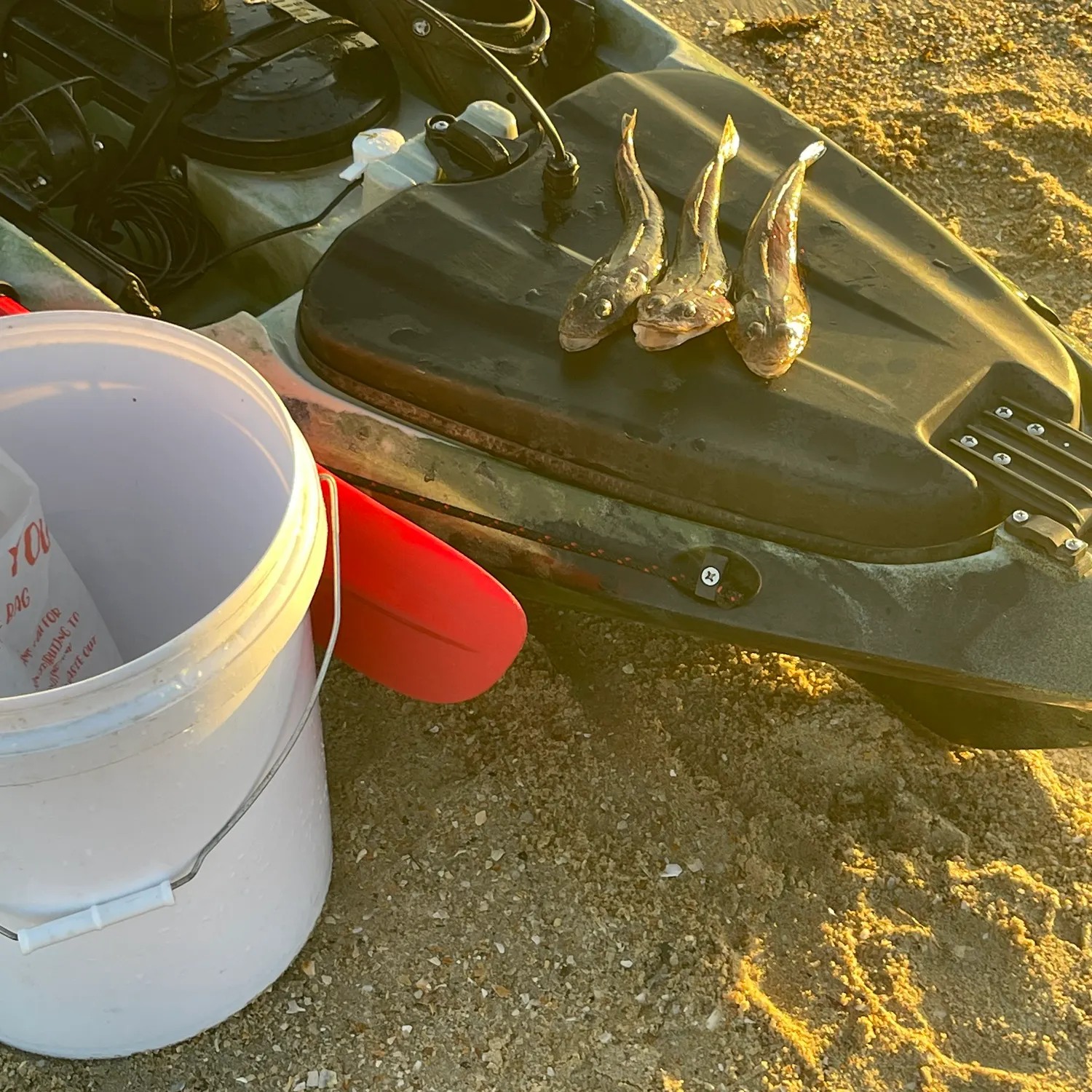 The most recent Rock flathead catches on Fishbrain