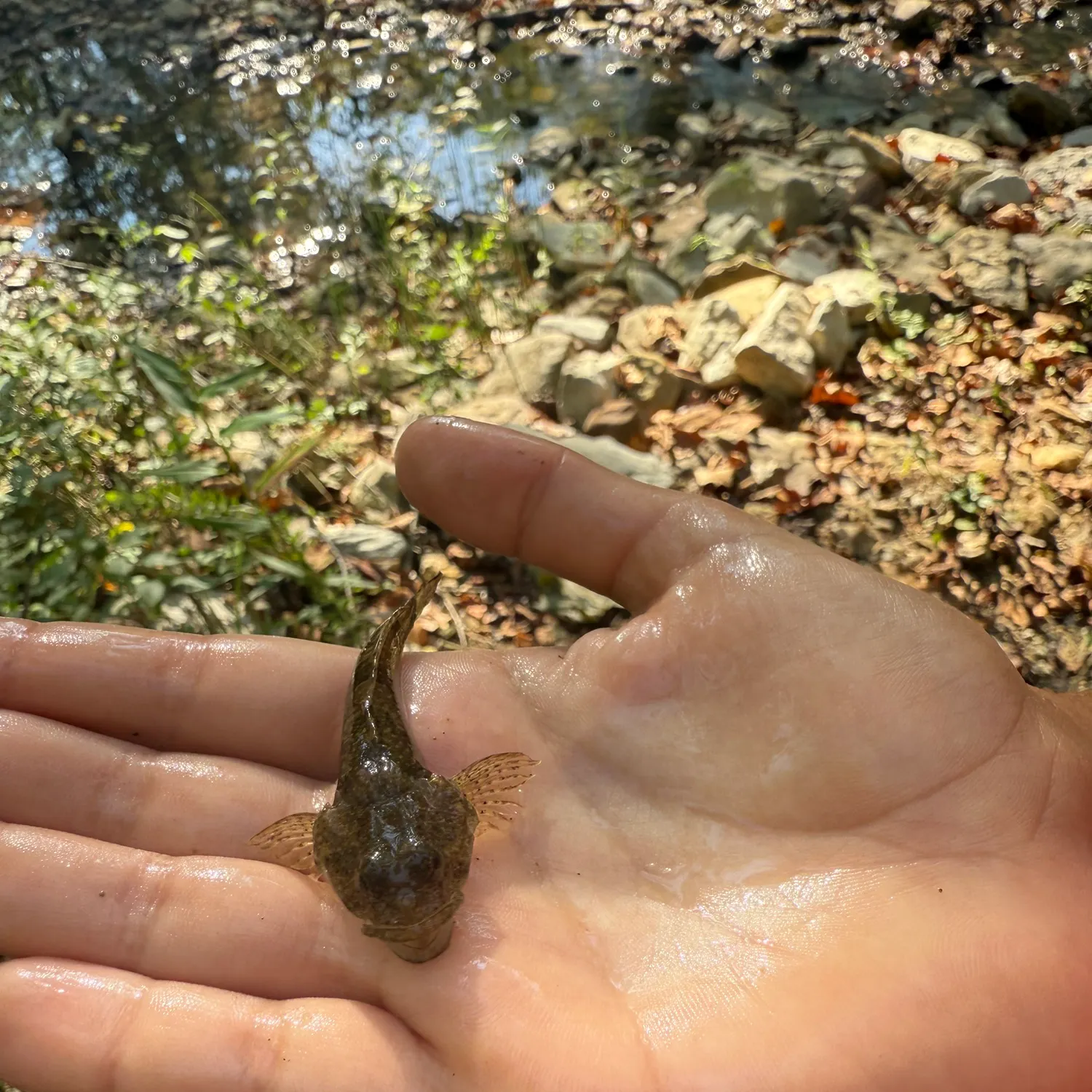 The most recent Longspined bullhead catches on Fishbrain