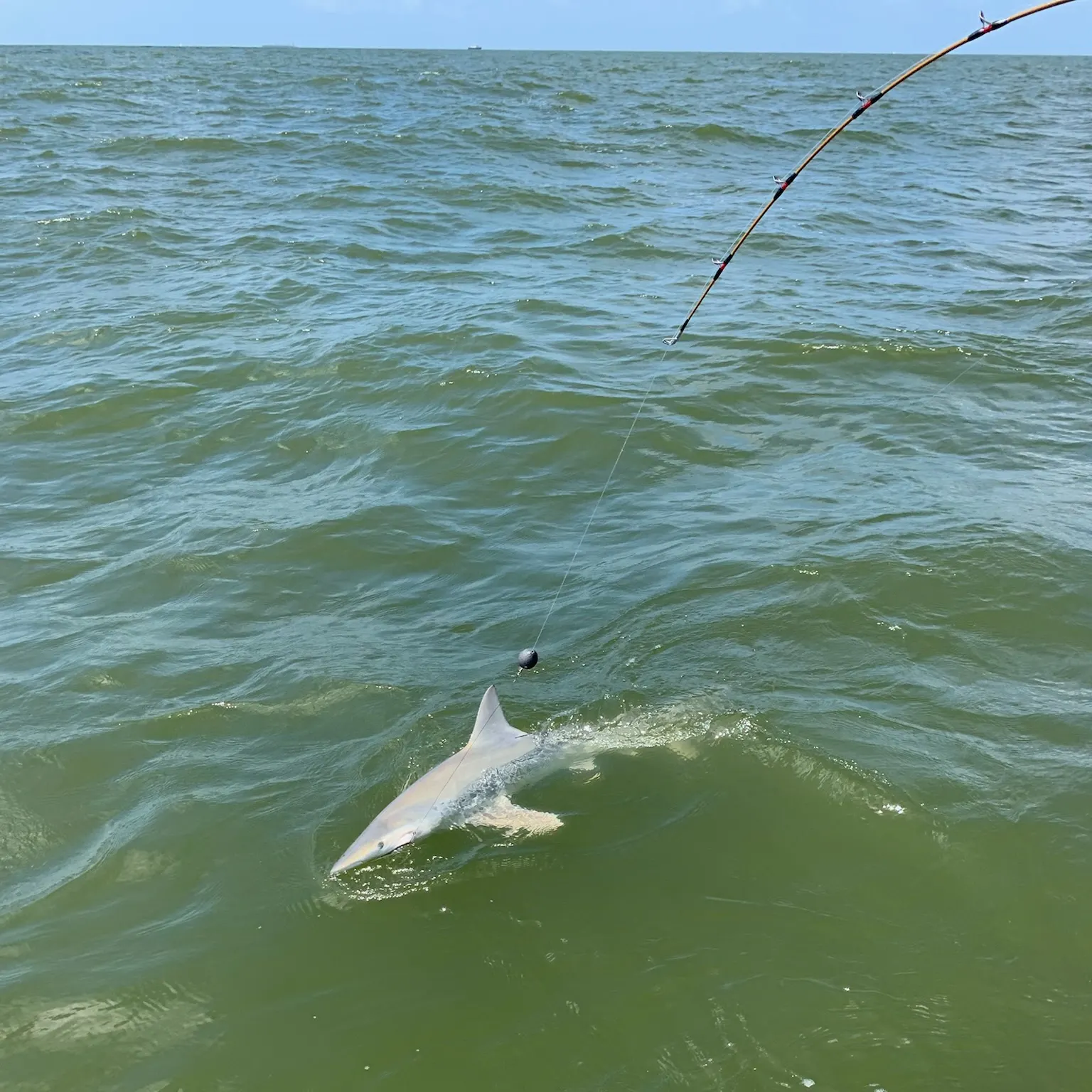 The most recent Finetooth shark catches on Fishbrain
