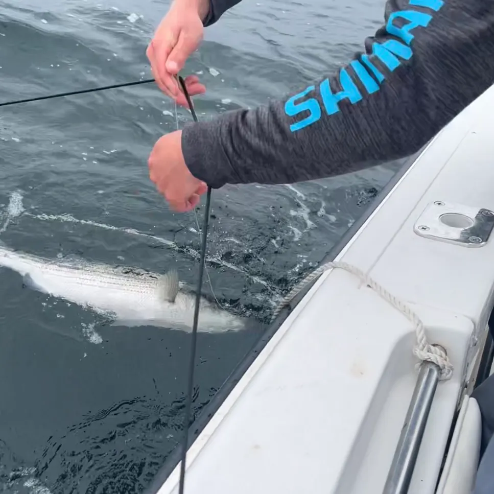 Striped bass caught on Fishbrain