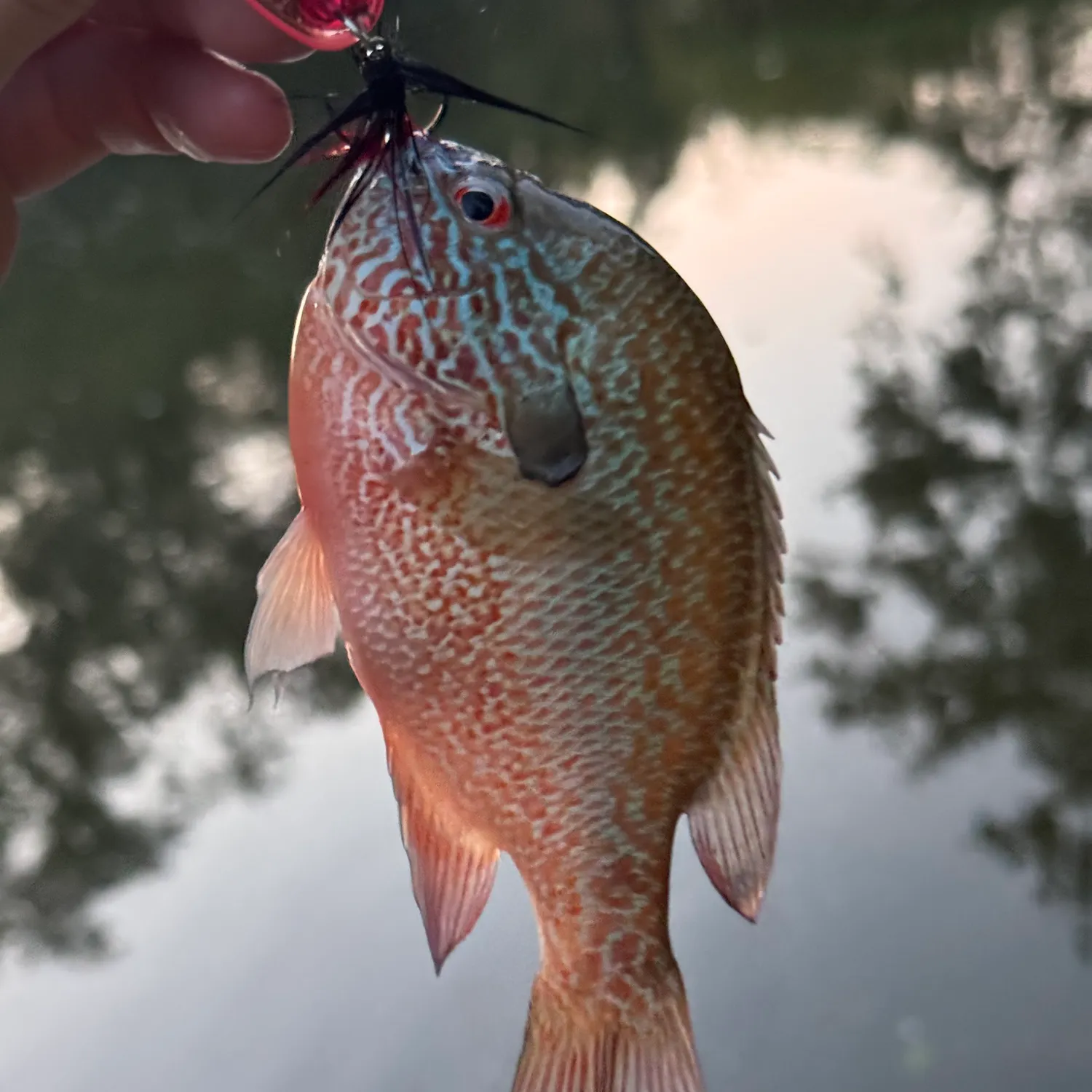 Longear sunfish caught on Fishbrain