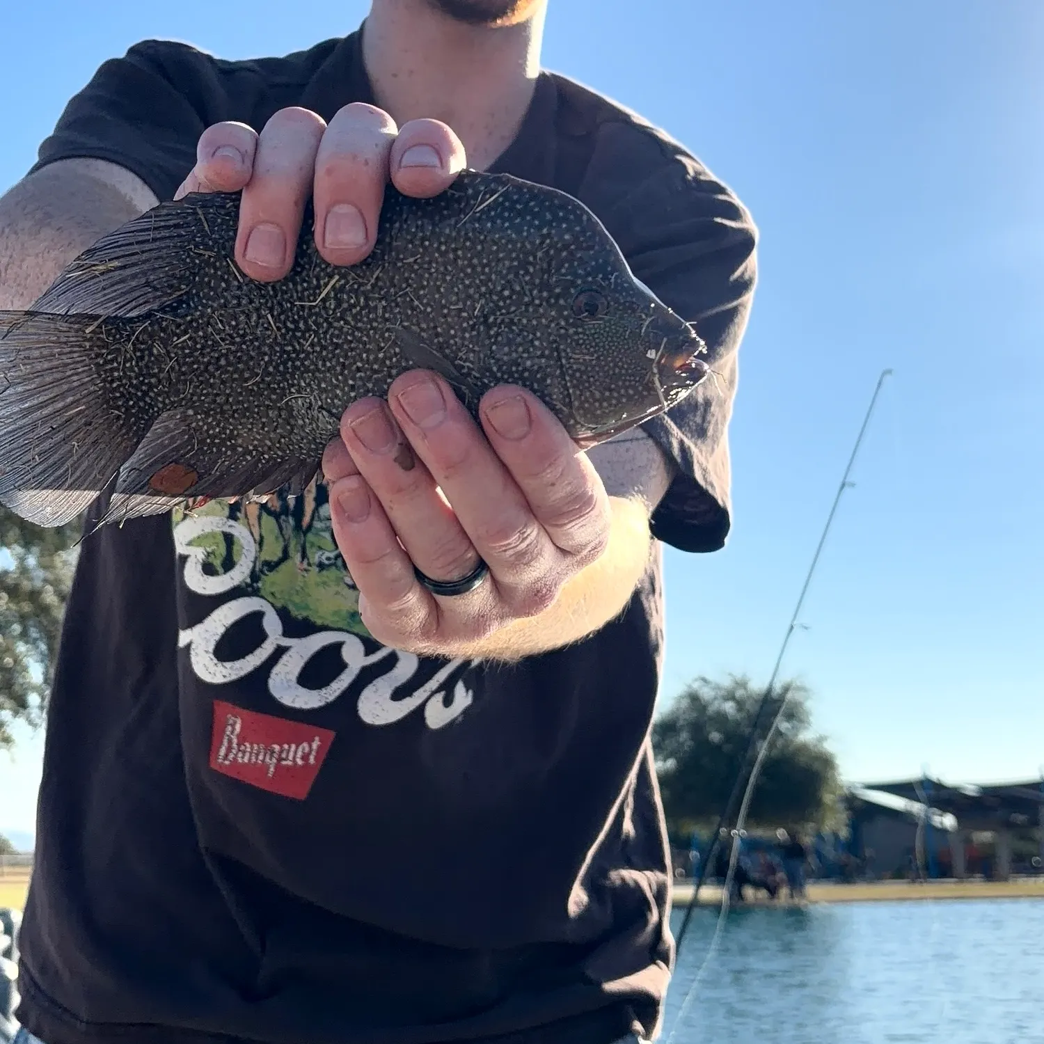 Rio Grande cichlid caught on Fishbrain