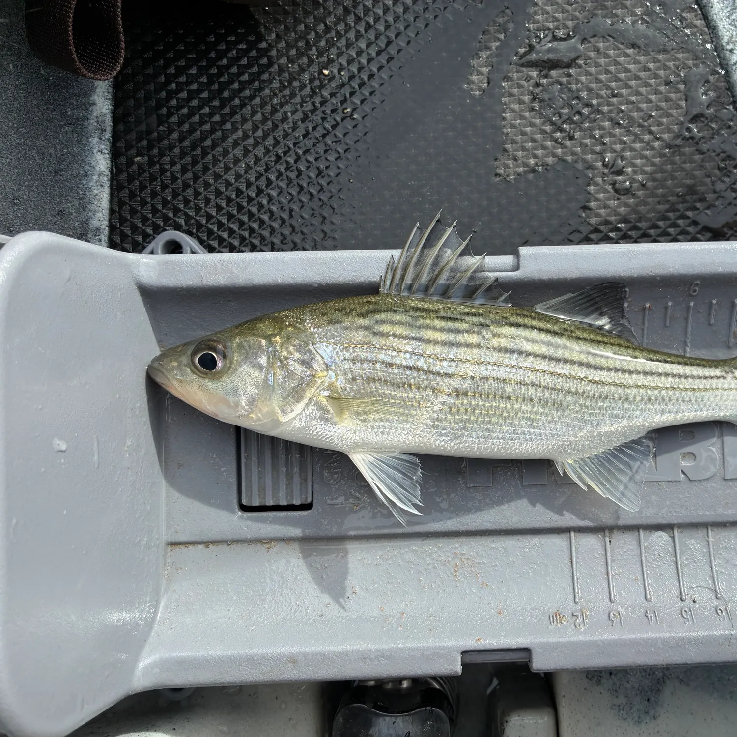 Striped bass caught on Fishbrain