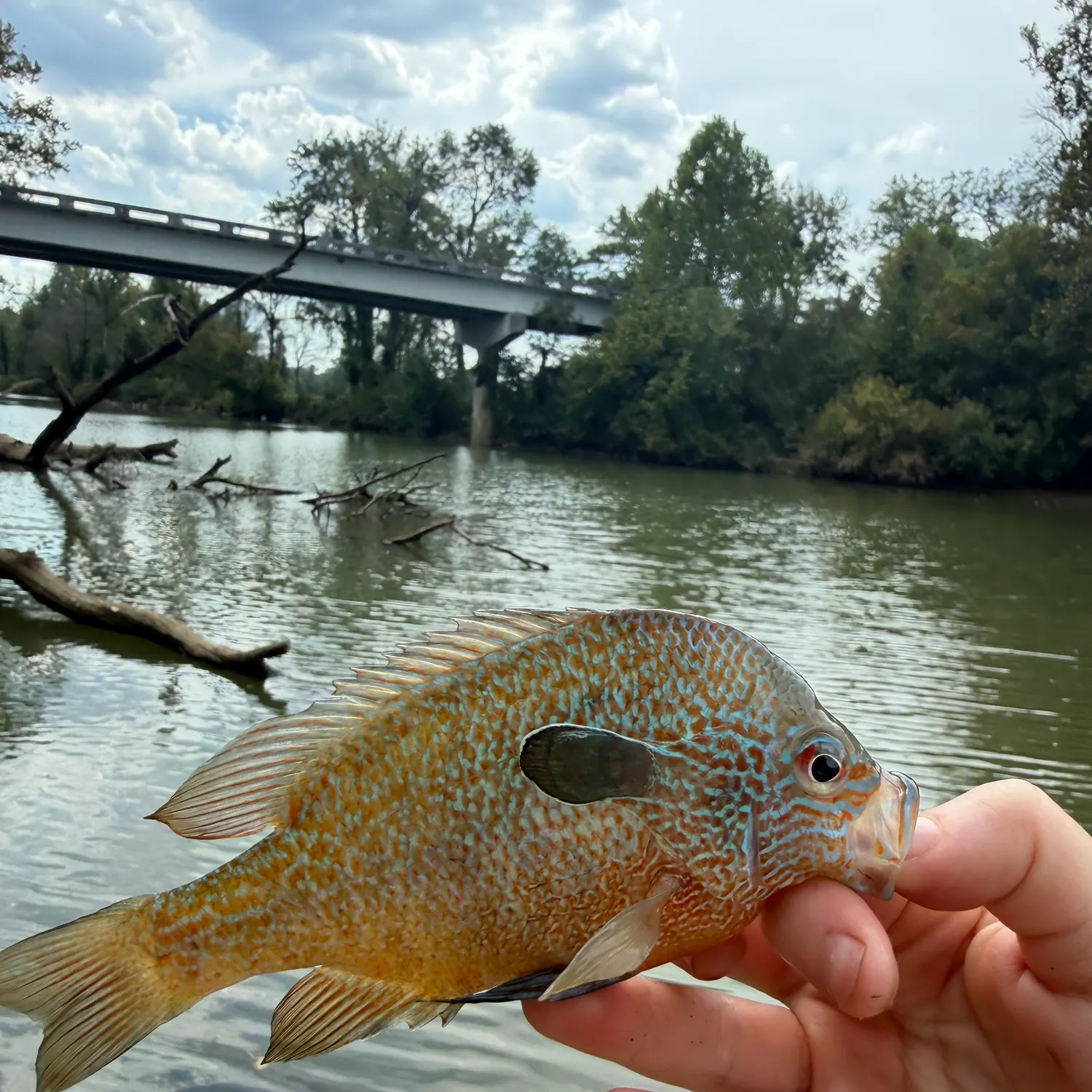 Longear sunfish caught on Fishbrain