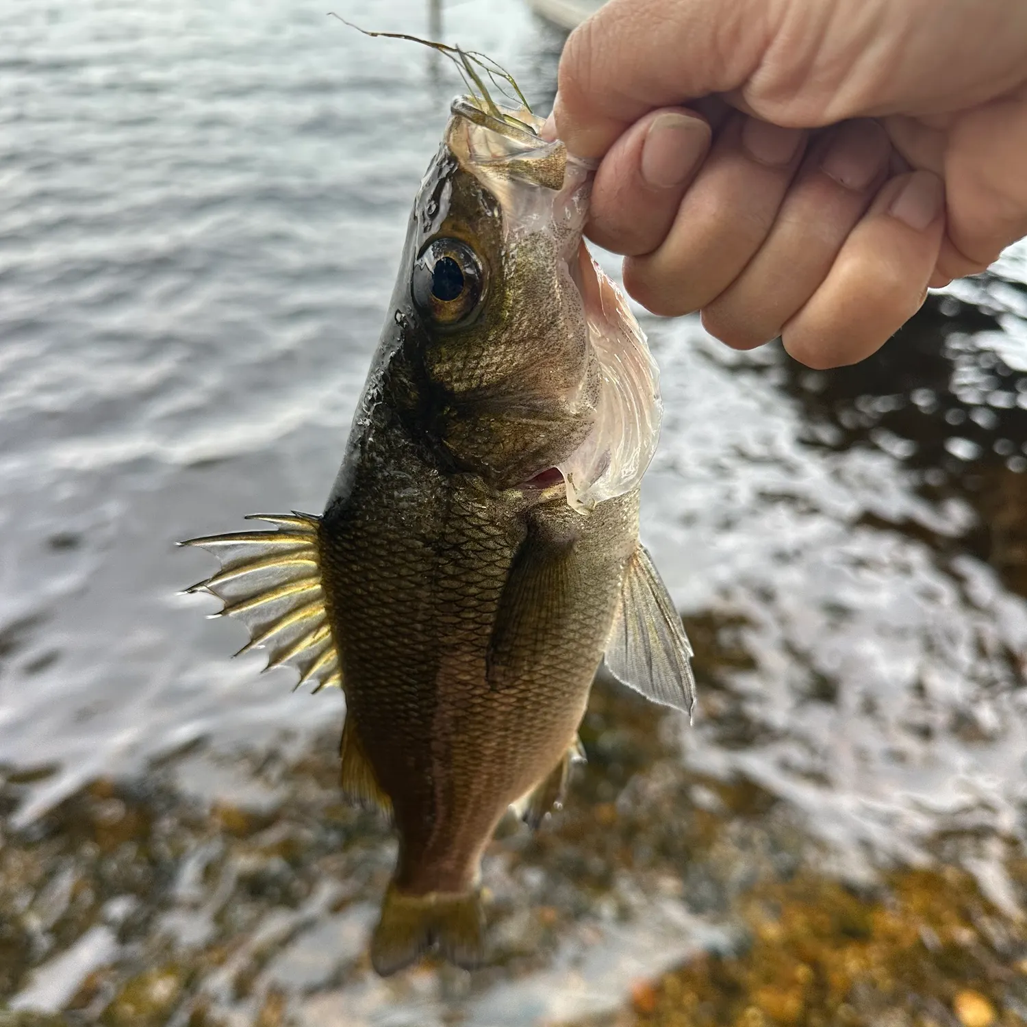 White perch caught on Fishbrain