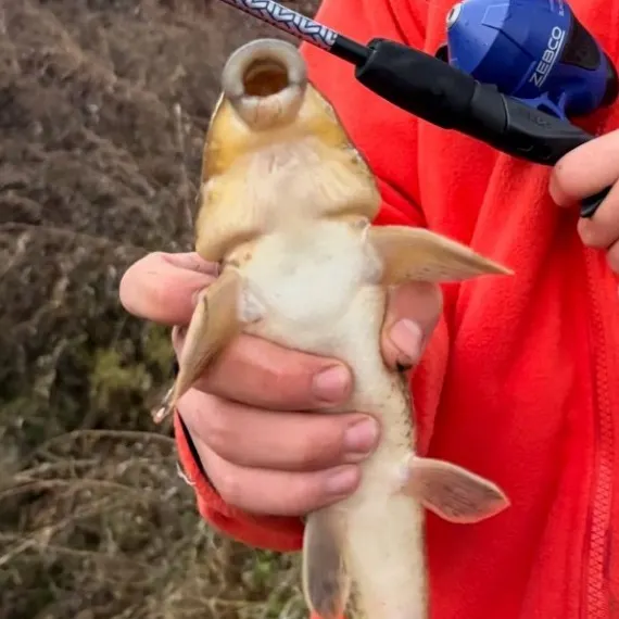 The most recent Northern hogsucker catches on Fishbrain