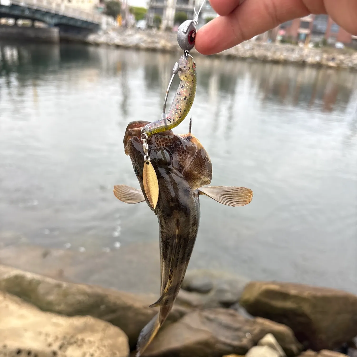 Barred sand bass caught on Fishbrain