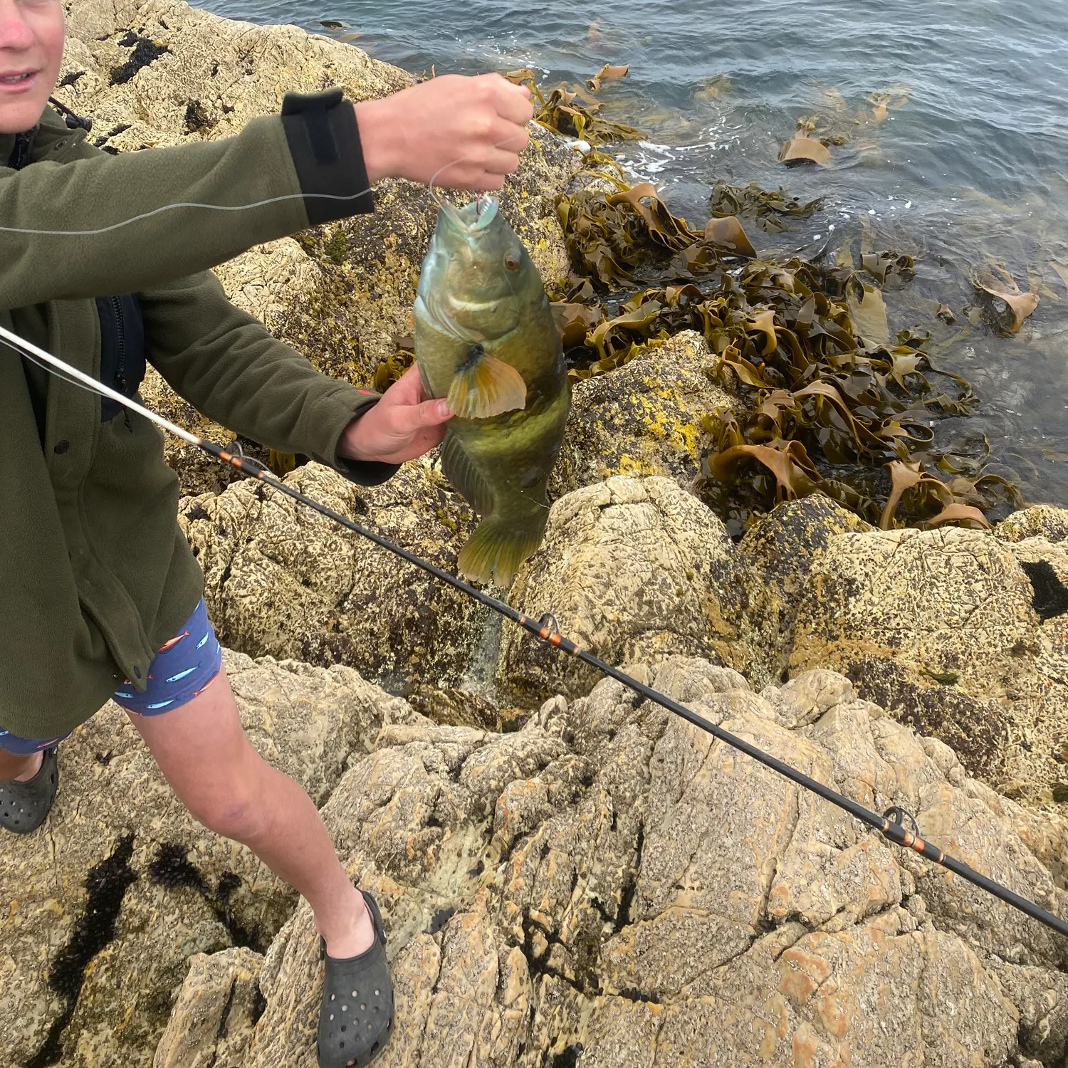 The most recent Rainbow parrotfish catches on Fishbrain