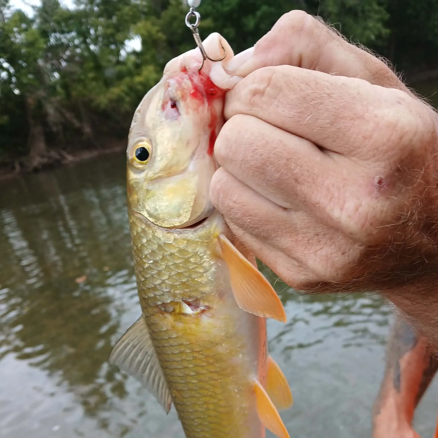Golden redhorse caught on Fishbrain