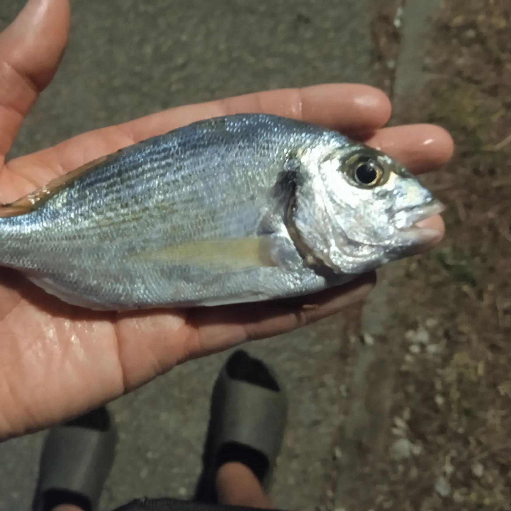 Gilthead seabream caught on Fishbrain