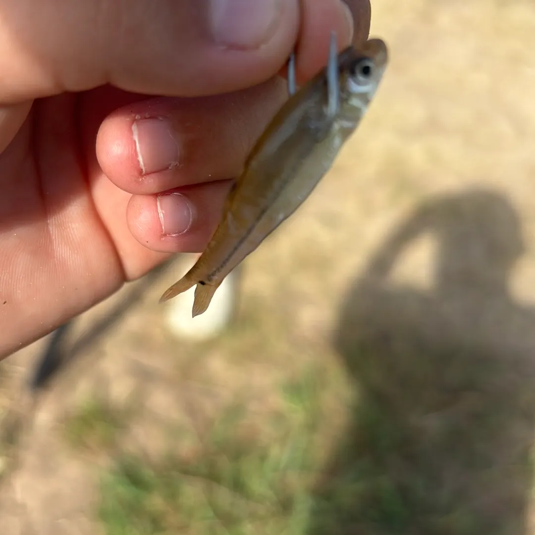 The most recent Common logperch catches on Fishbrain